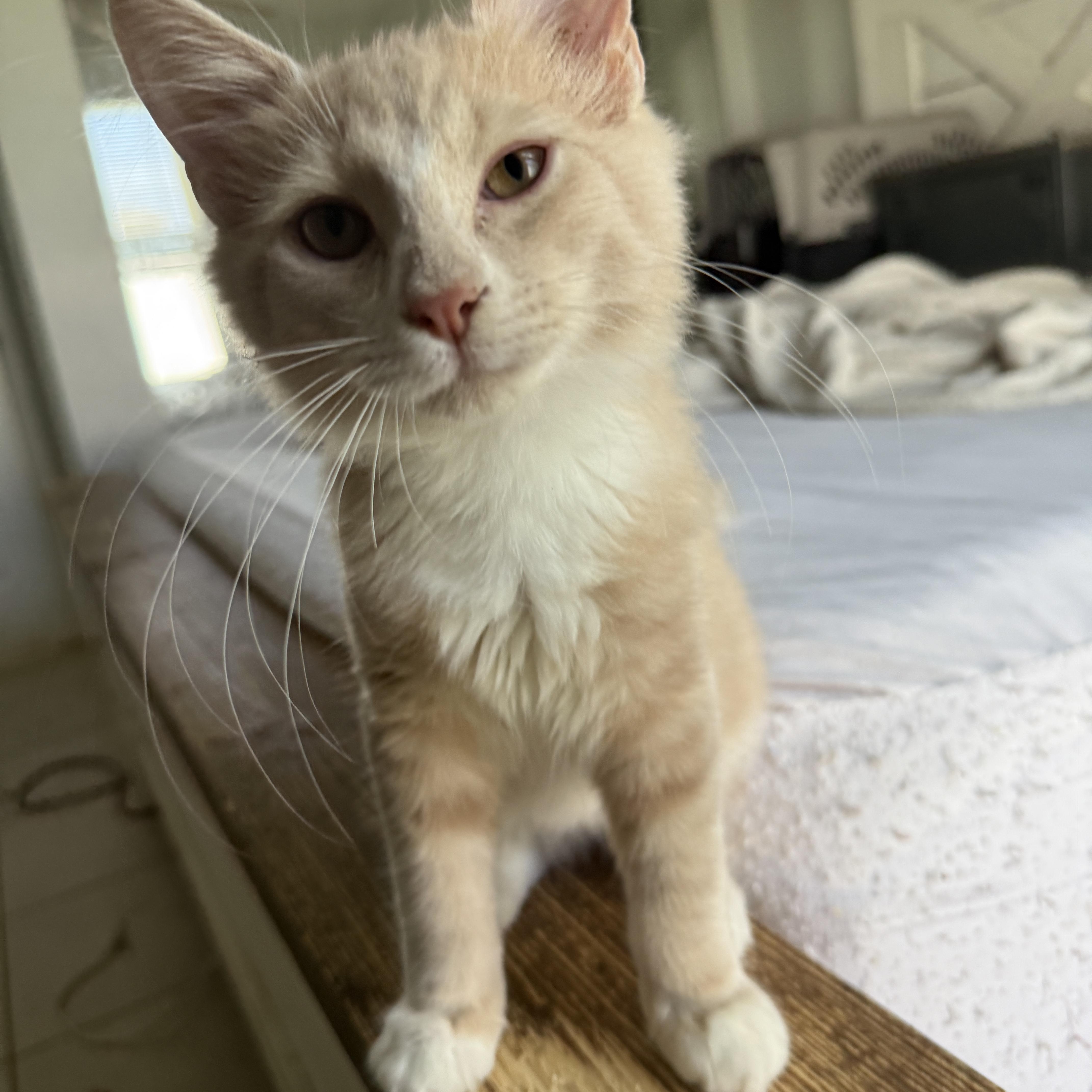 Piko, an adoptable Domestic Medium Hair, Ragdoll in East Boston , MA, 02128 | Photo Image 5