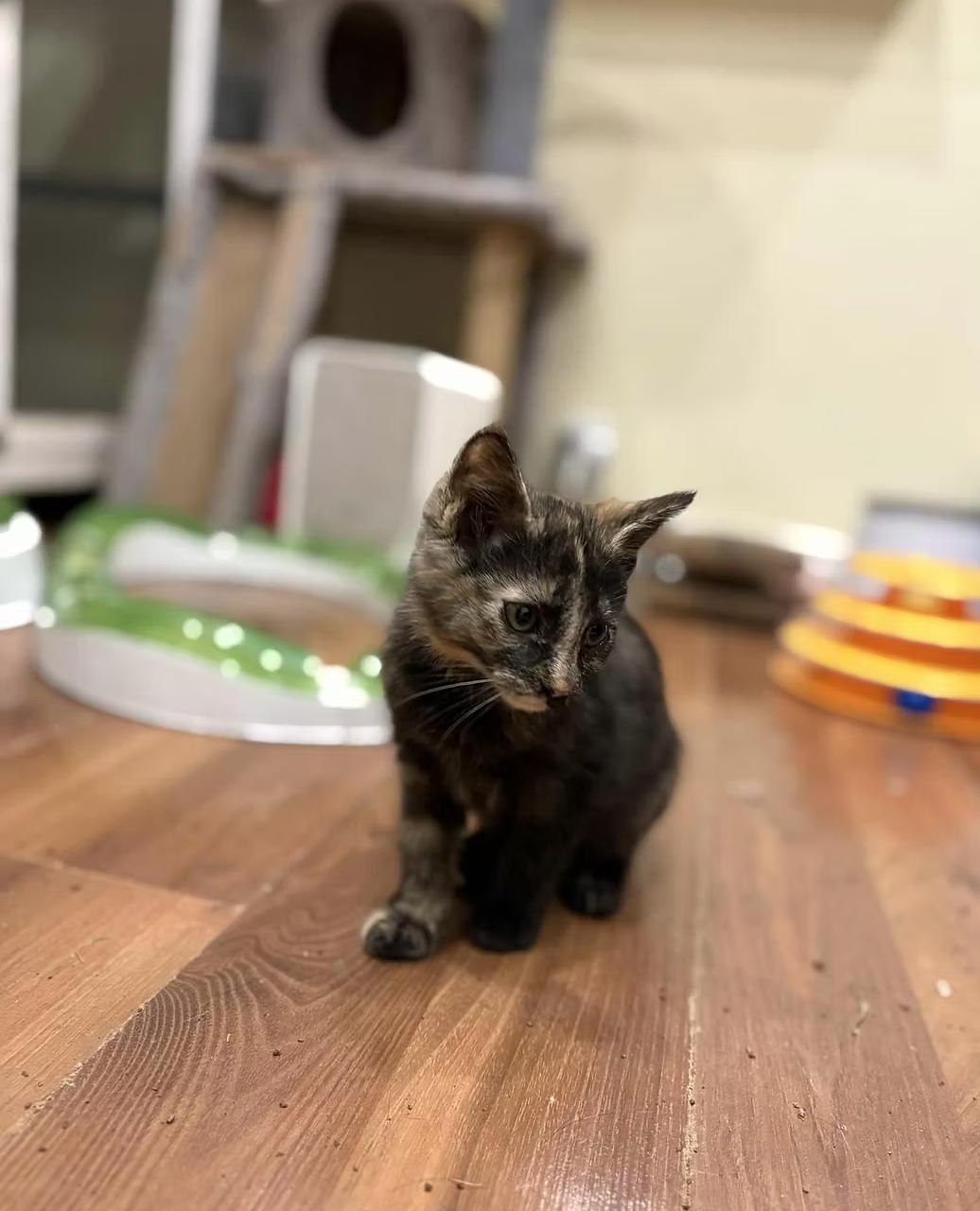 Enlarge Salem, a ADOPTABLE Domestic Short Hair in Calgary, AB image 3/4