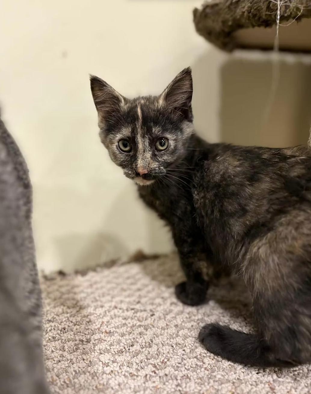 Salem, ADOPTABLE, Young Female Domestic Short Hair.