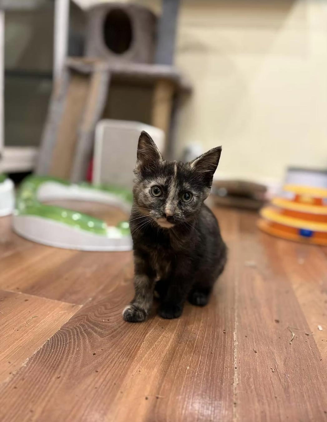 Enlarge Salem, a ADOPTABLE Domestic Short Hair in Calgary, AB image 2/4