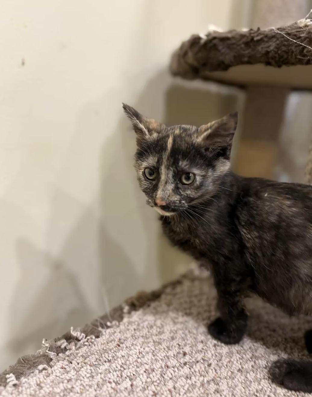 Enlarge Salem, a ADOPTABLE Domestic Short Hair in Calgary, AB image 4/4