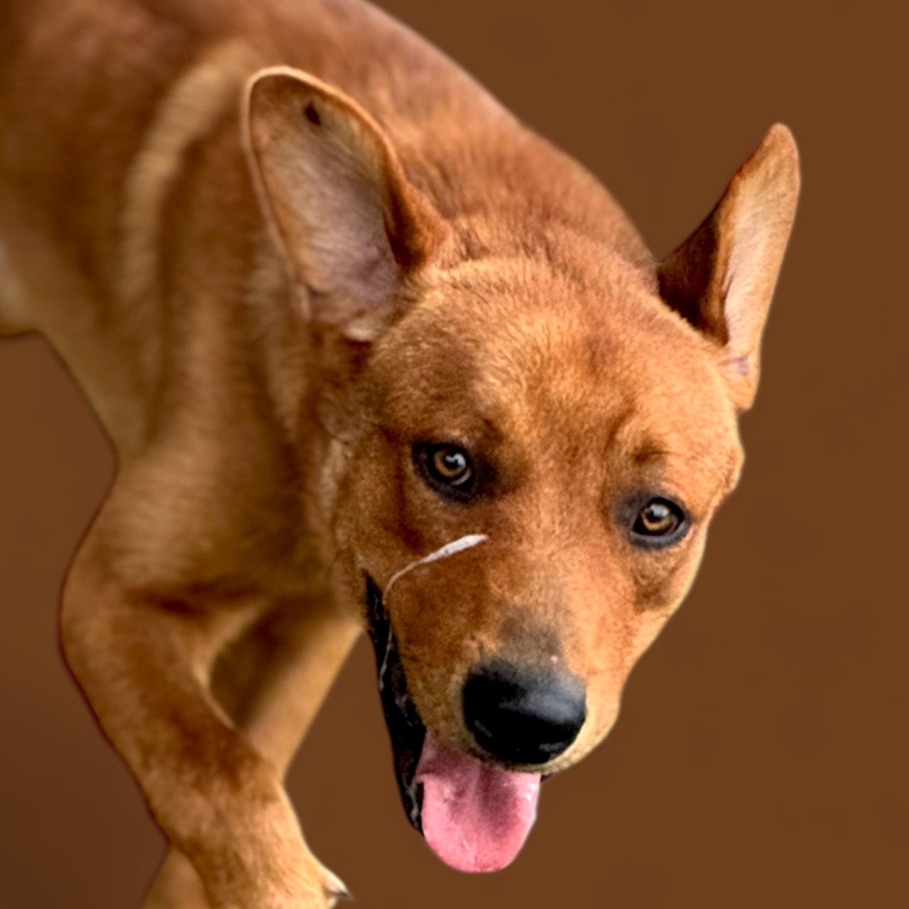 Enlarge Trooper, a Adoptable mixed breed in Troy, AL image 1/2