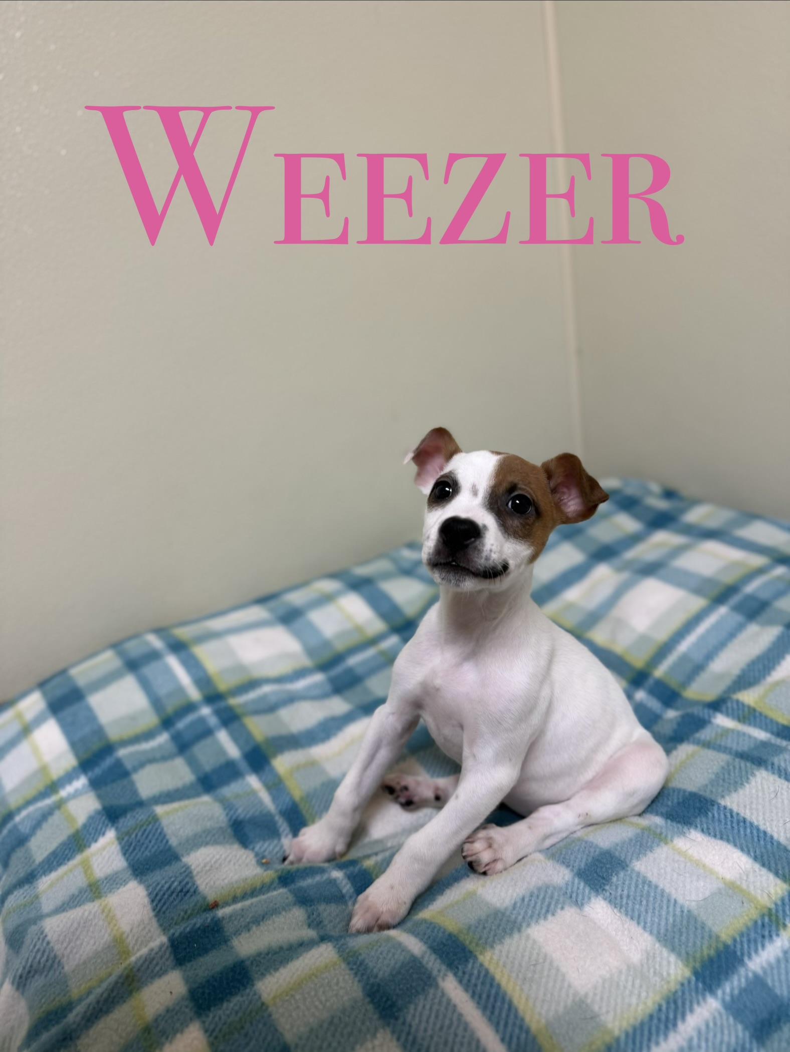Weezer, ADOPTABLE, Puppy Female Mixed Breed.