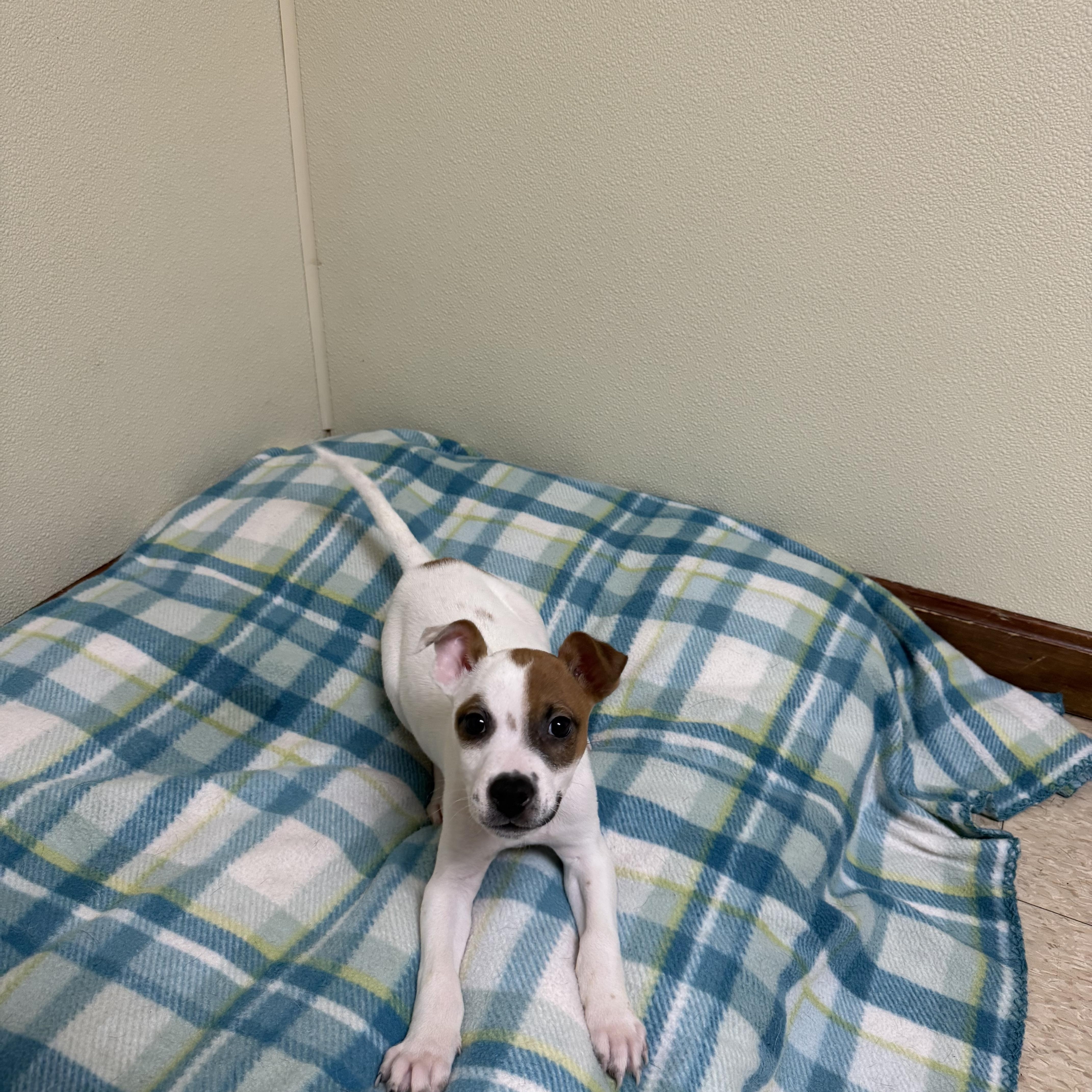 Weezer, a ADOPTABLE mixed breed in Douglas, MA image 5/5
