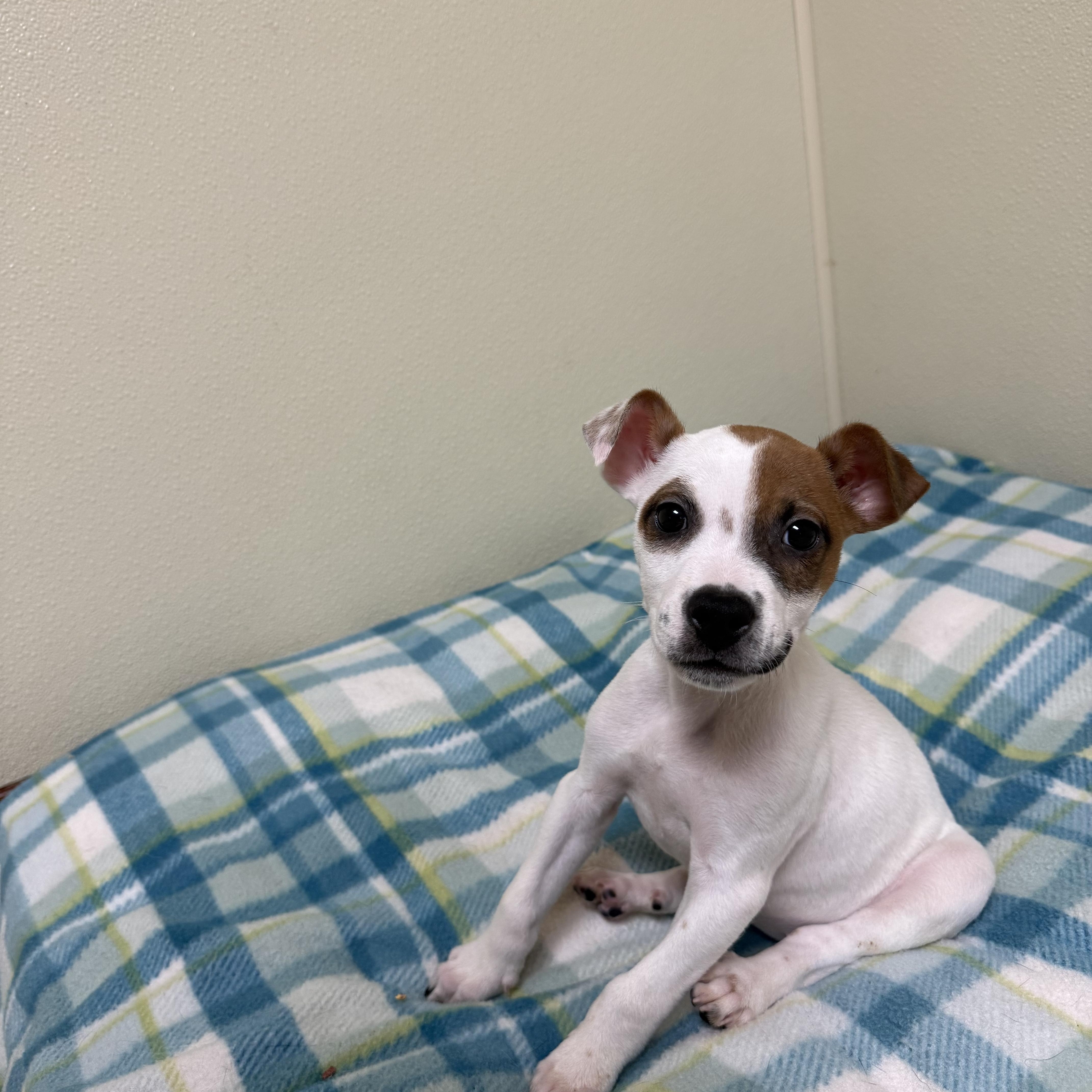 Weezer, a ADOPTABLE mixed breed in Douglas, MA image 2/5