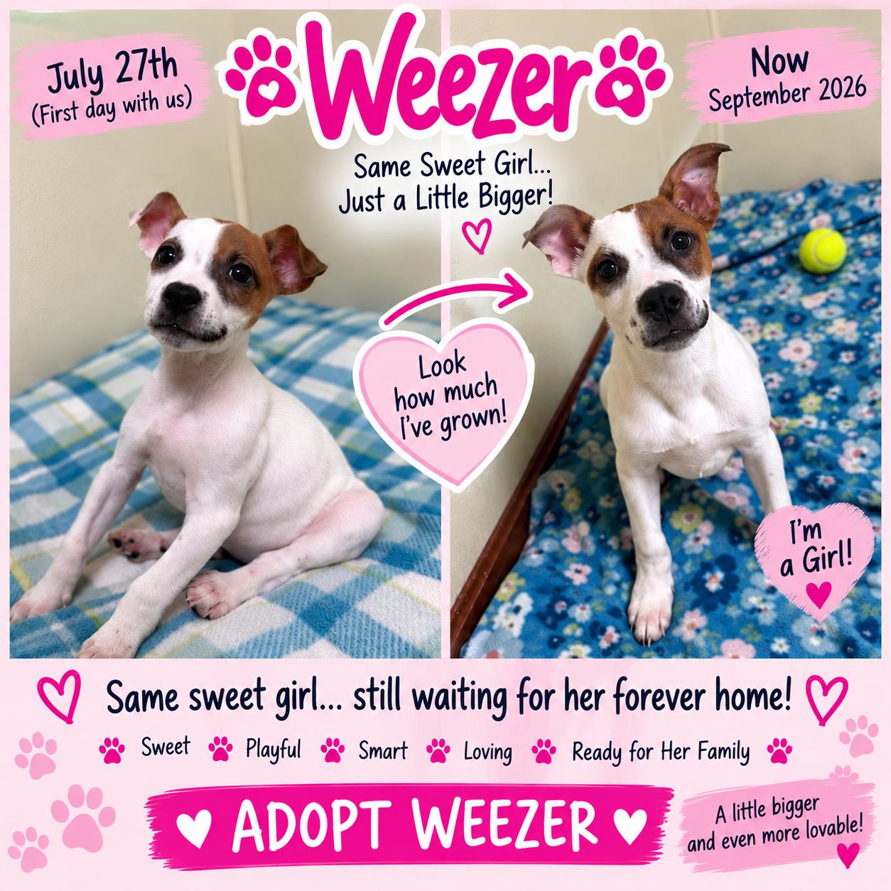 Enlarge Weezer, a Adoptable mixed breed in Douglas, MA image 1/6