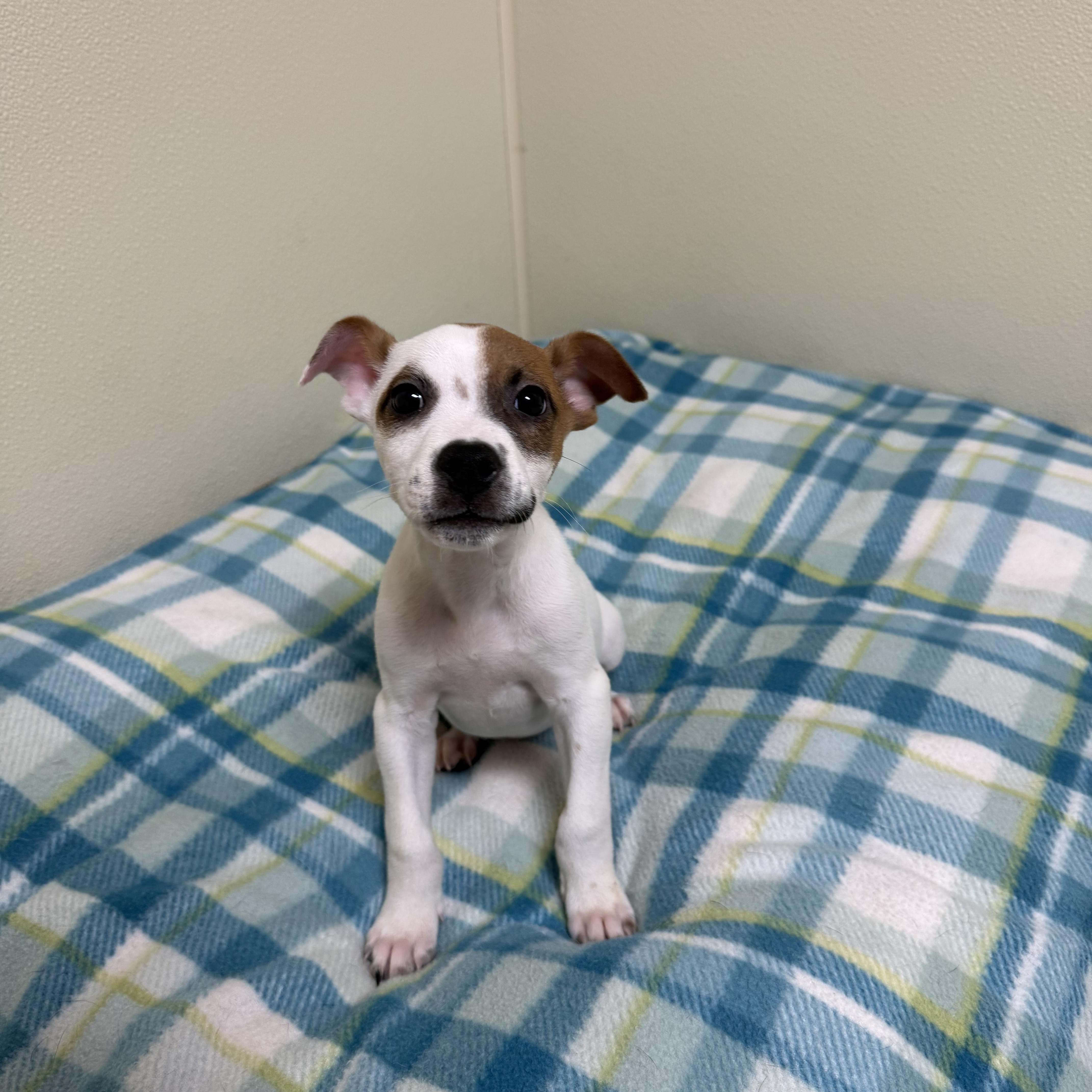 Weezer, a ADOPTABLE mixed breed in Douglas, MA image 3/5