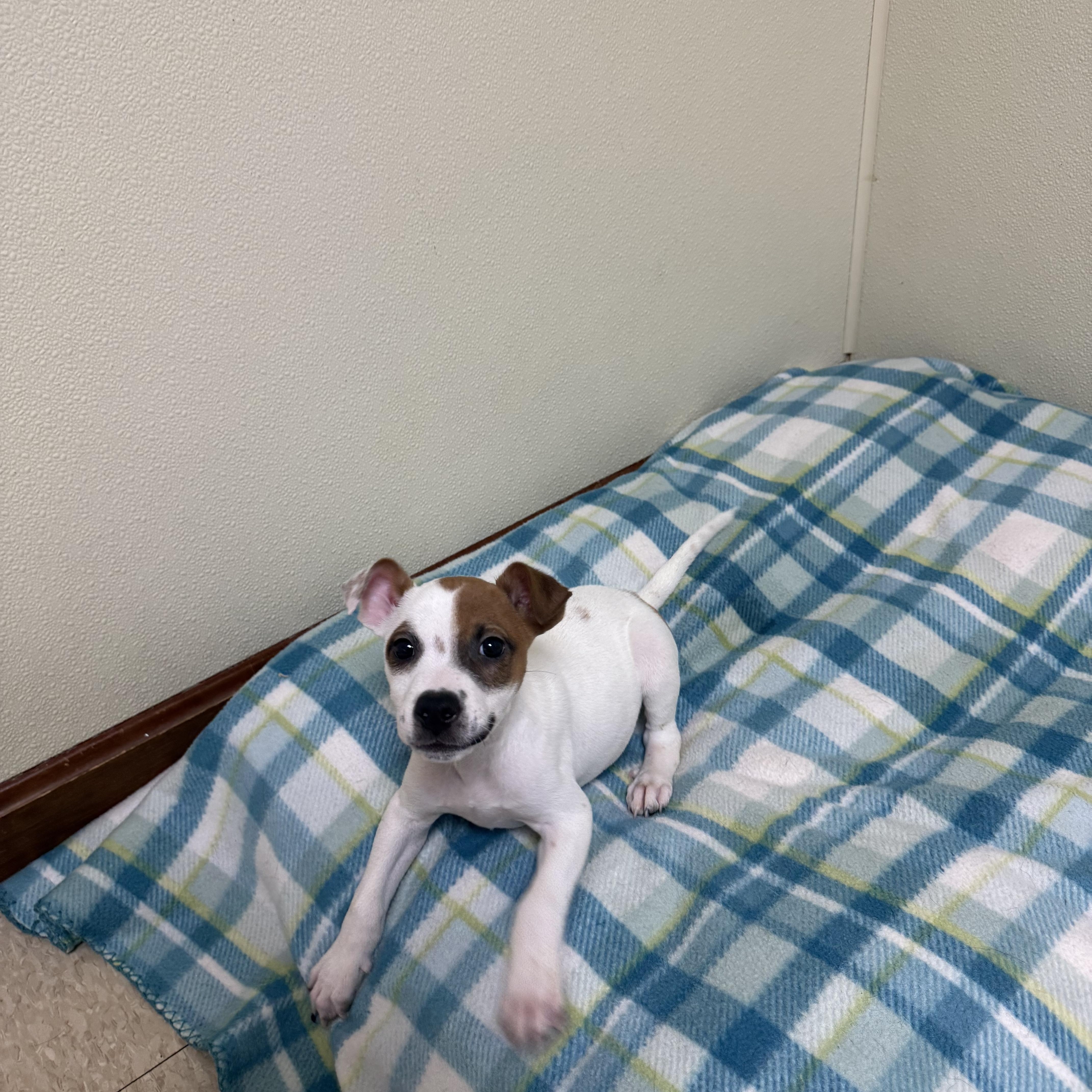 Weezer, a ADOPTABLE mixed breed in Douglas, MA image 4/5