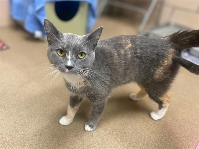 KIARA, Adoptable, Young Female Domestic Short Hair.