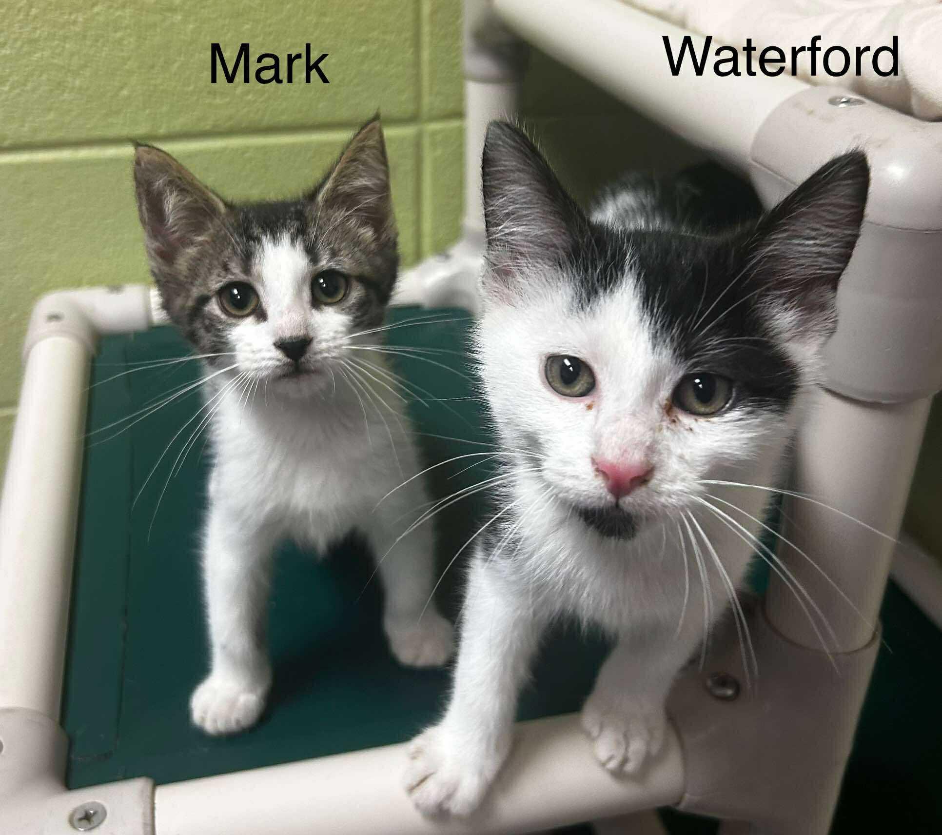 Waterford, Young Male Domestic Short Hair