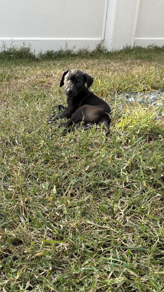 Zelda, a Adoptable mixed breed in Orlando, FL image 1/4
