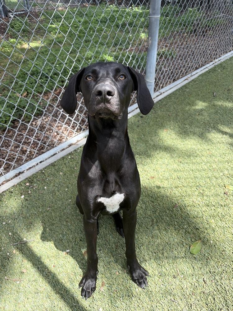 Enlarge Zelda, a Adoptable mixed breed in Orlando, FL image 1/3