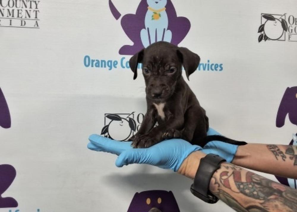 Zelda, a Adoptable mixed breed in Orlando, FL image 2/4