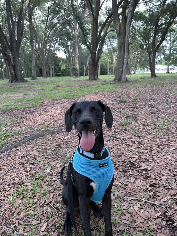 Zelda, a Adoptable mixed breed in Orlando, FL image 2/6