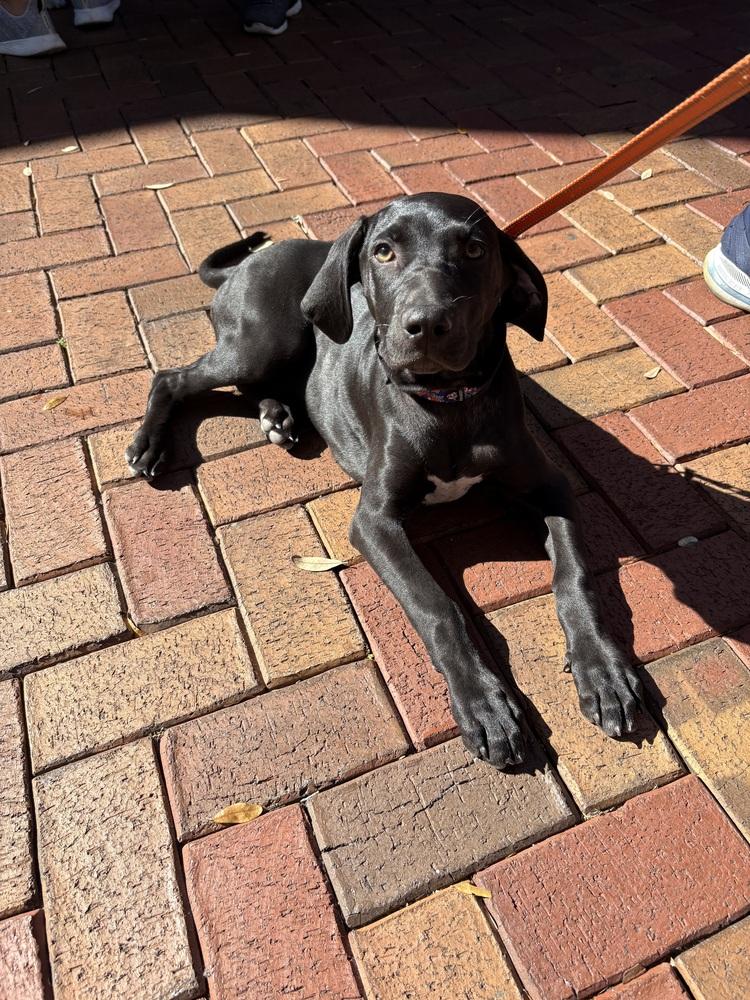 Enlarge Zelda, a Adoptable mixed breed in Orlando, FL image 1/5