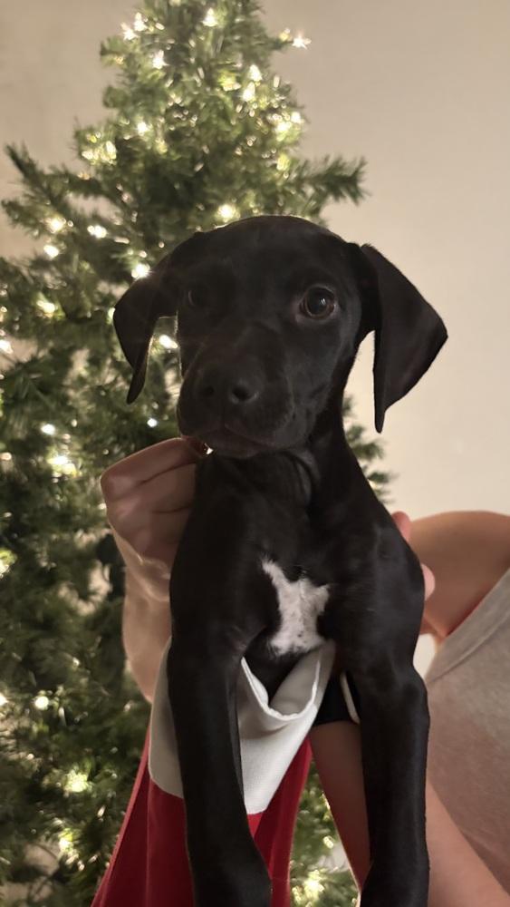 Enlarge Zelda, a Adoptable mixed breed in Orlando, FL image 3/6