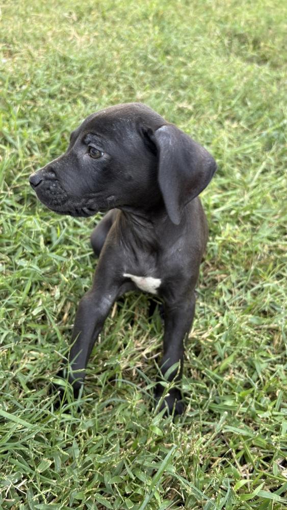 Zelda, a Adoptable mixed breed in Orlando, FL image 3/4