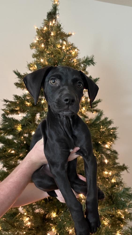 Enlarge Zelda, a Adoptable mixed breed in Orlando, FL image 5/6