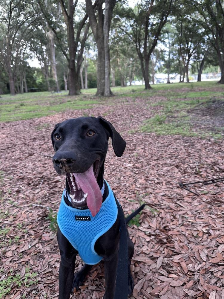Zelda, a Adoptable mixed breed in Orlando, FL image 4/6