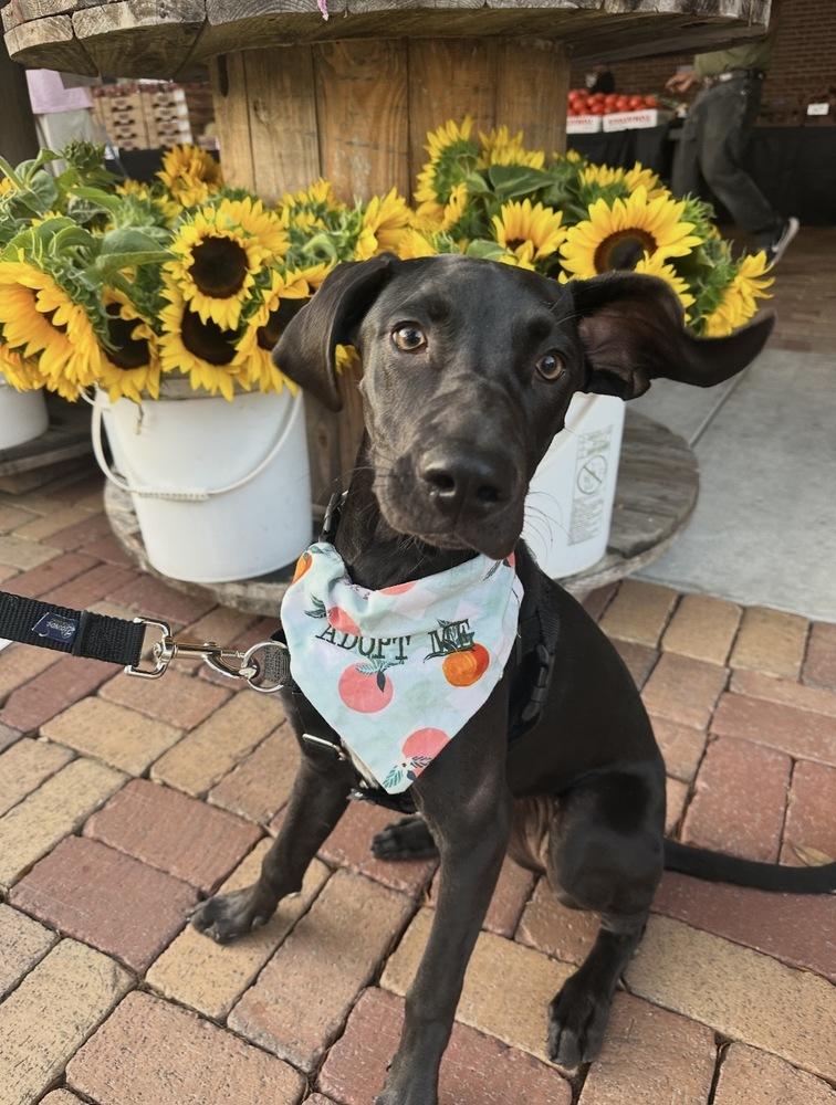 Enlarge Zelda, a Adoptable mixed breed in Orlando, FL image 3/3