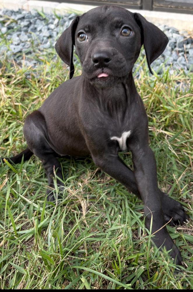 Zelda, a Adoptable mixed breed in Orlando, FL image 4/4