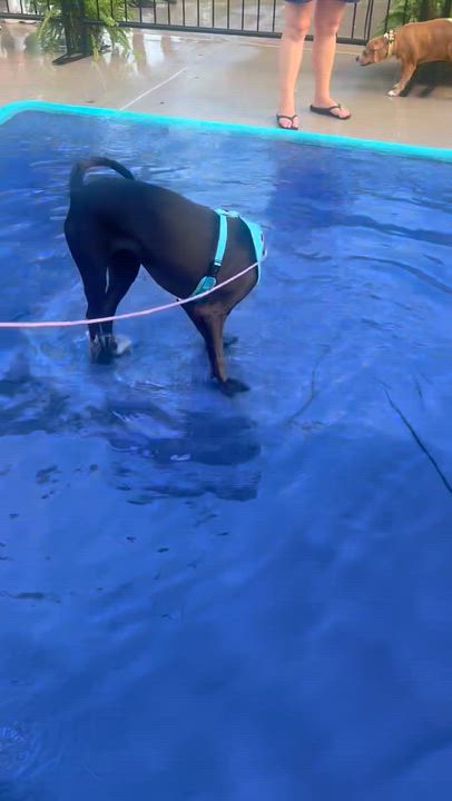 Enlarge Zelda, a Adoptable mixed breed in Orlando, FL video 6/6
