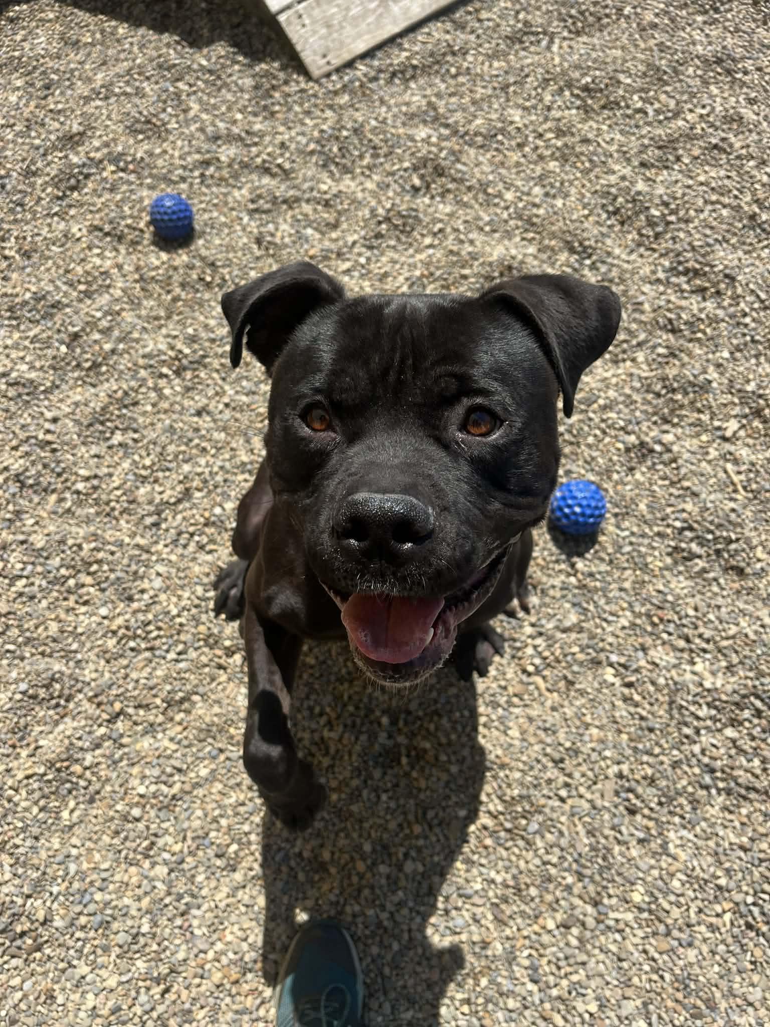 JJ AVAILABLE, Adoptable, Adult Male Pit Bull Terrier.