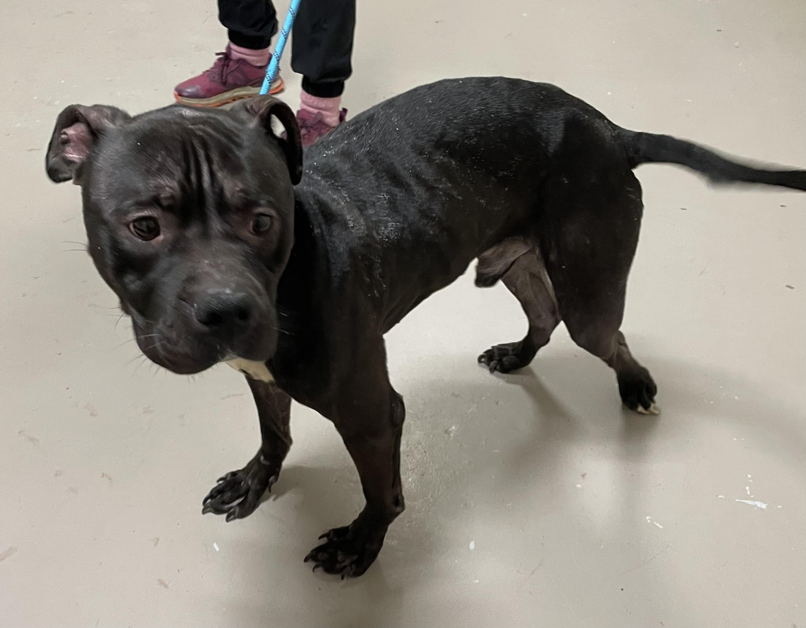 Enlarge JJ AVAILABLE, a Adoptable Pit Bull Terrier in Canton, OH image 2/4