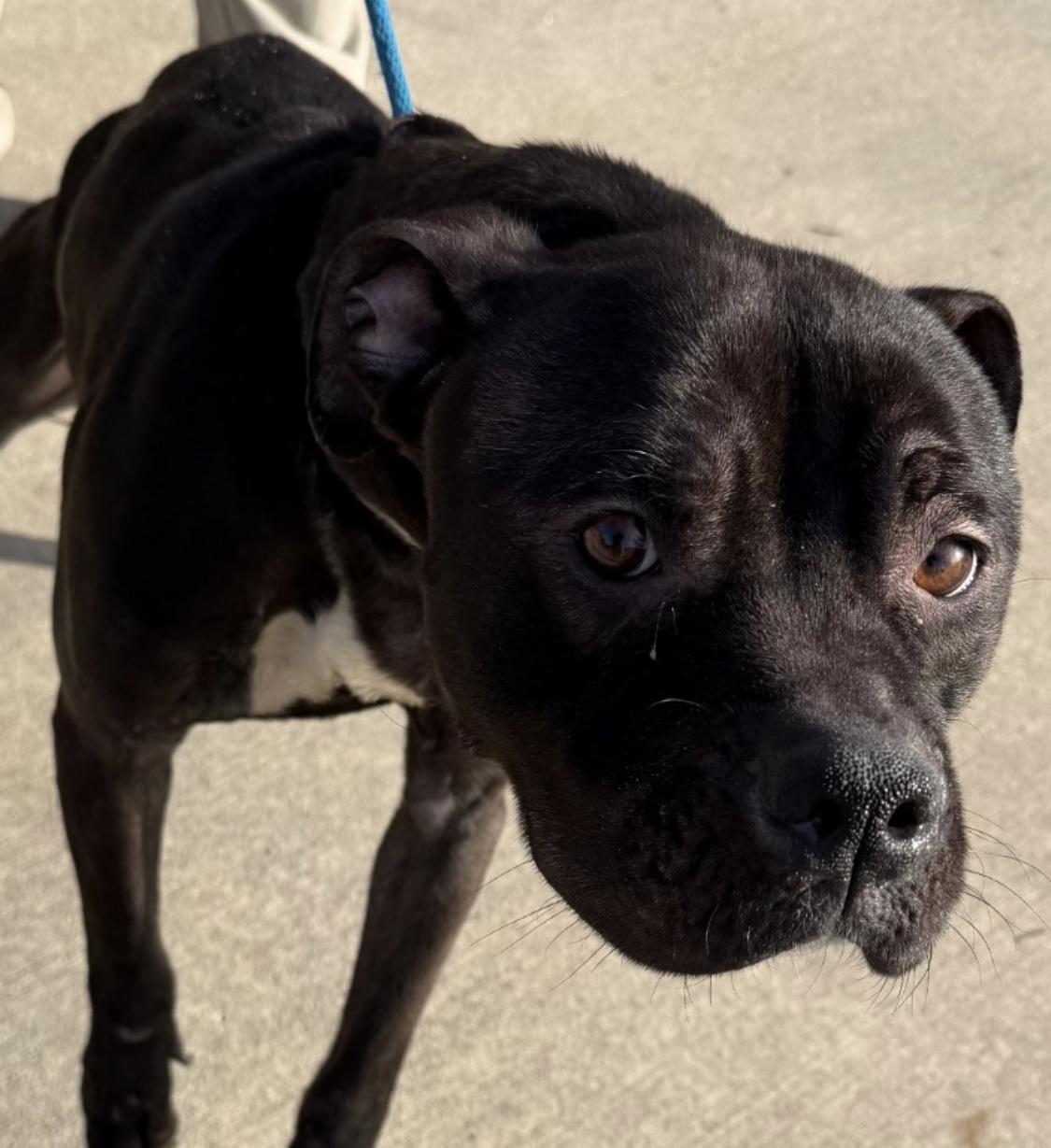 Enlarge JJ AVAILABLE, a Adoptable Pit Bull Terrier in Canton, OH image 3/4