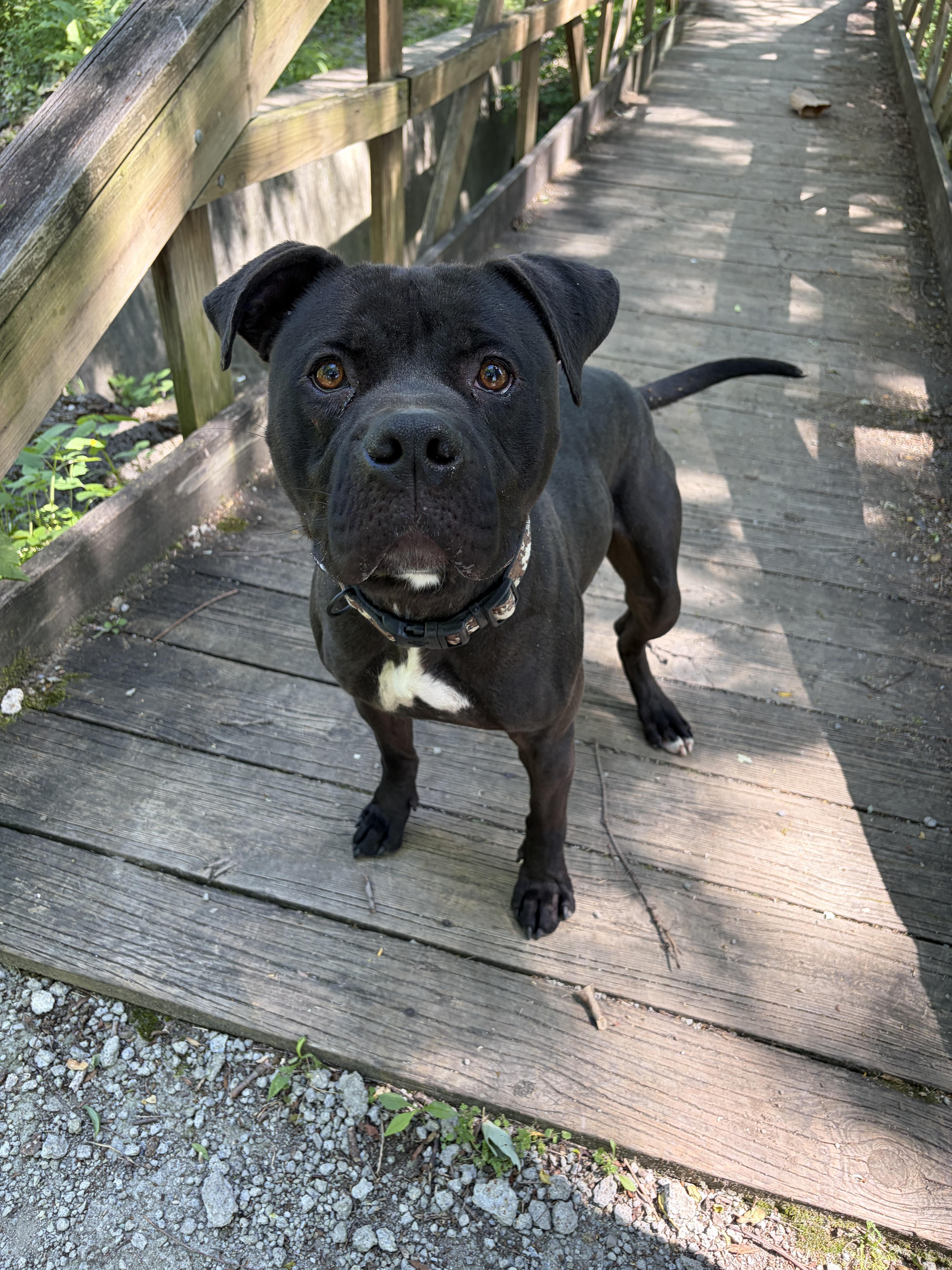 JJ AVAILABLE, a Adoptable Pit Bull Terrier in Canton, OH image 1/6