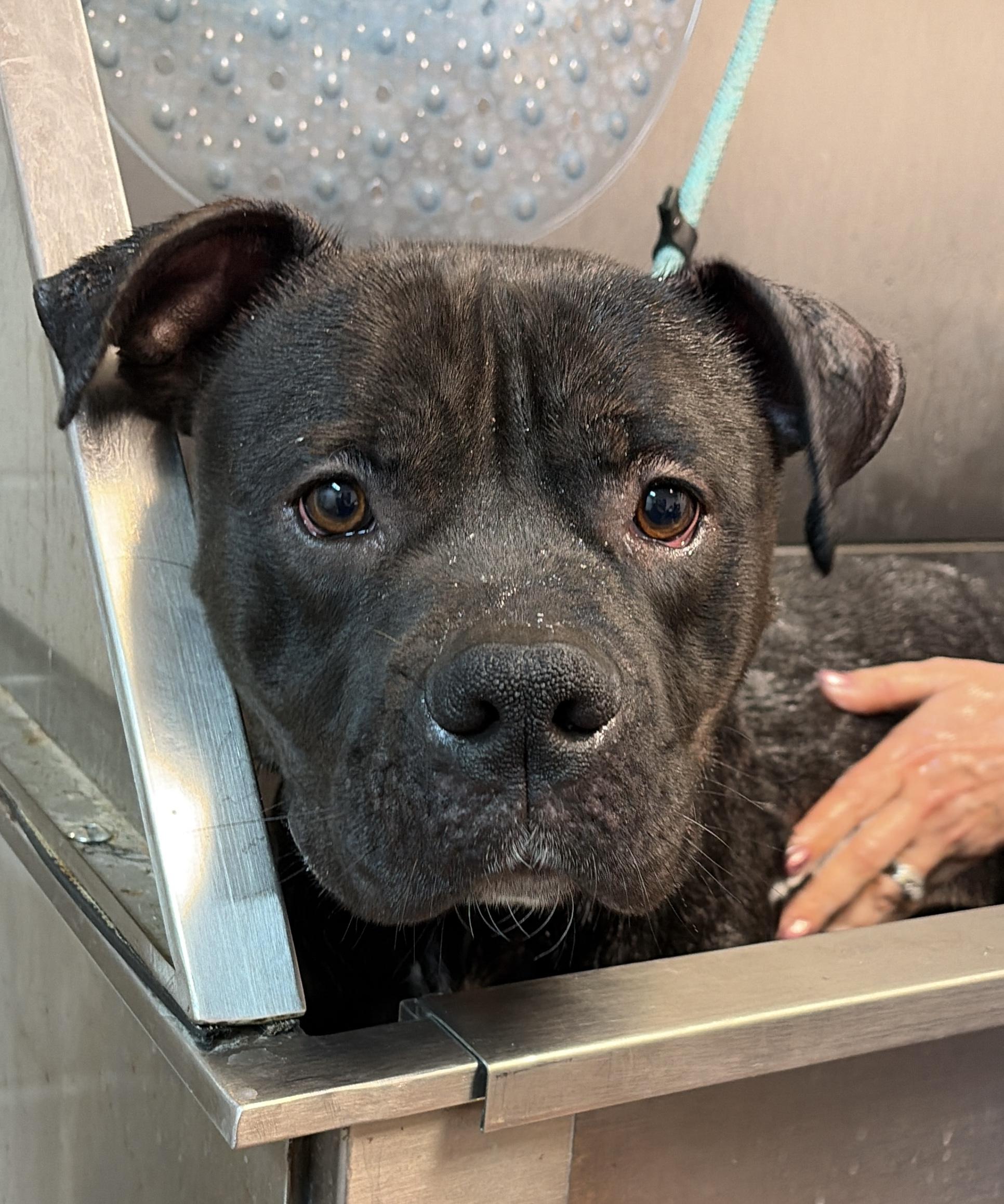 Enlarge JJ AVAILABLE, a Adoptable Pit Bull Terrier in Canton, OH image 3/6