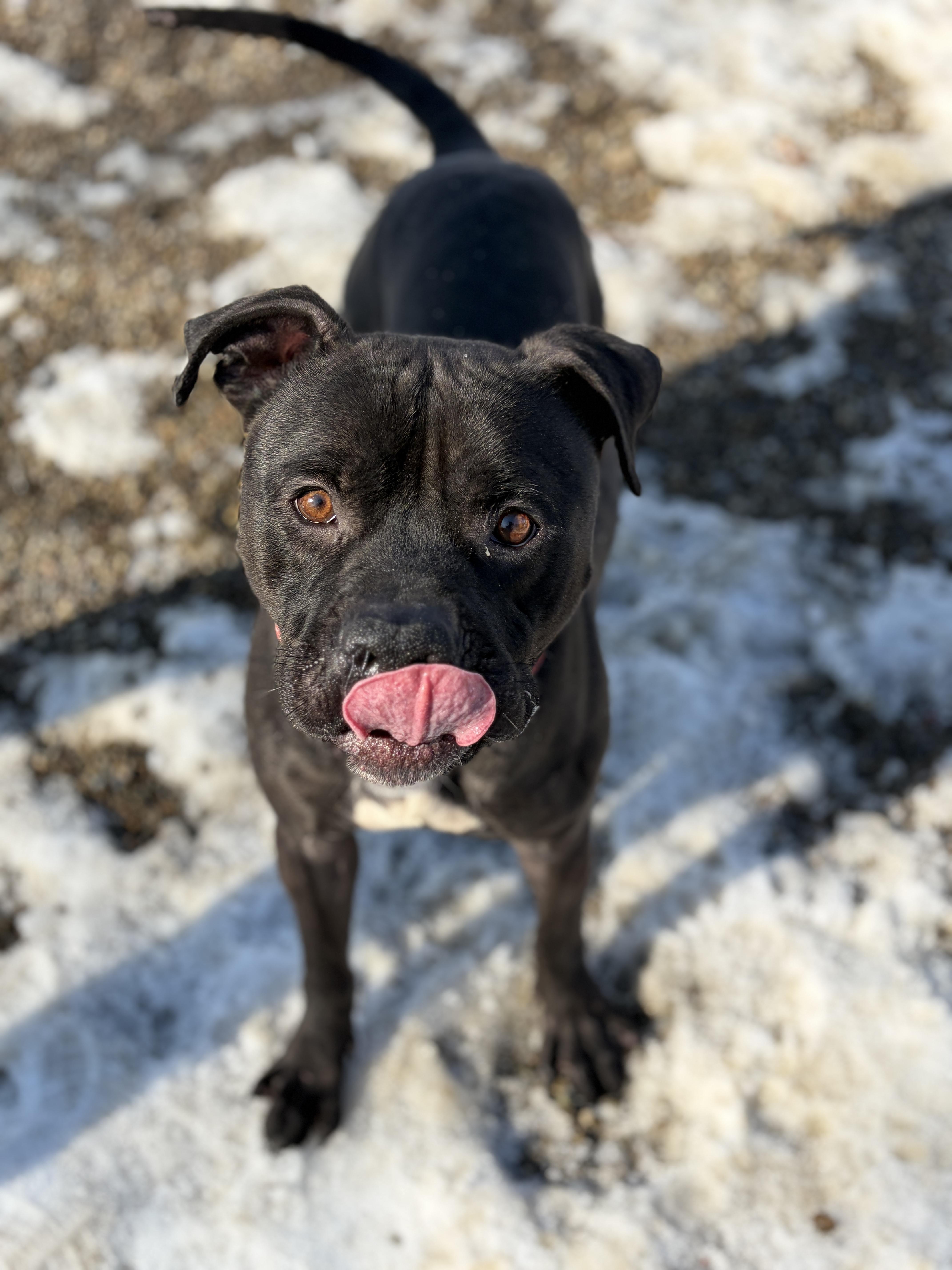 Enlarge JJ AVAILABLE, a Adoptable Pit Bull Terrier in Canton, OH image 2/6