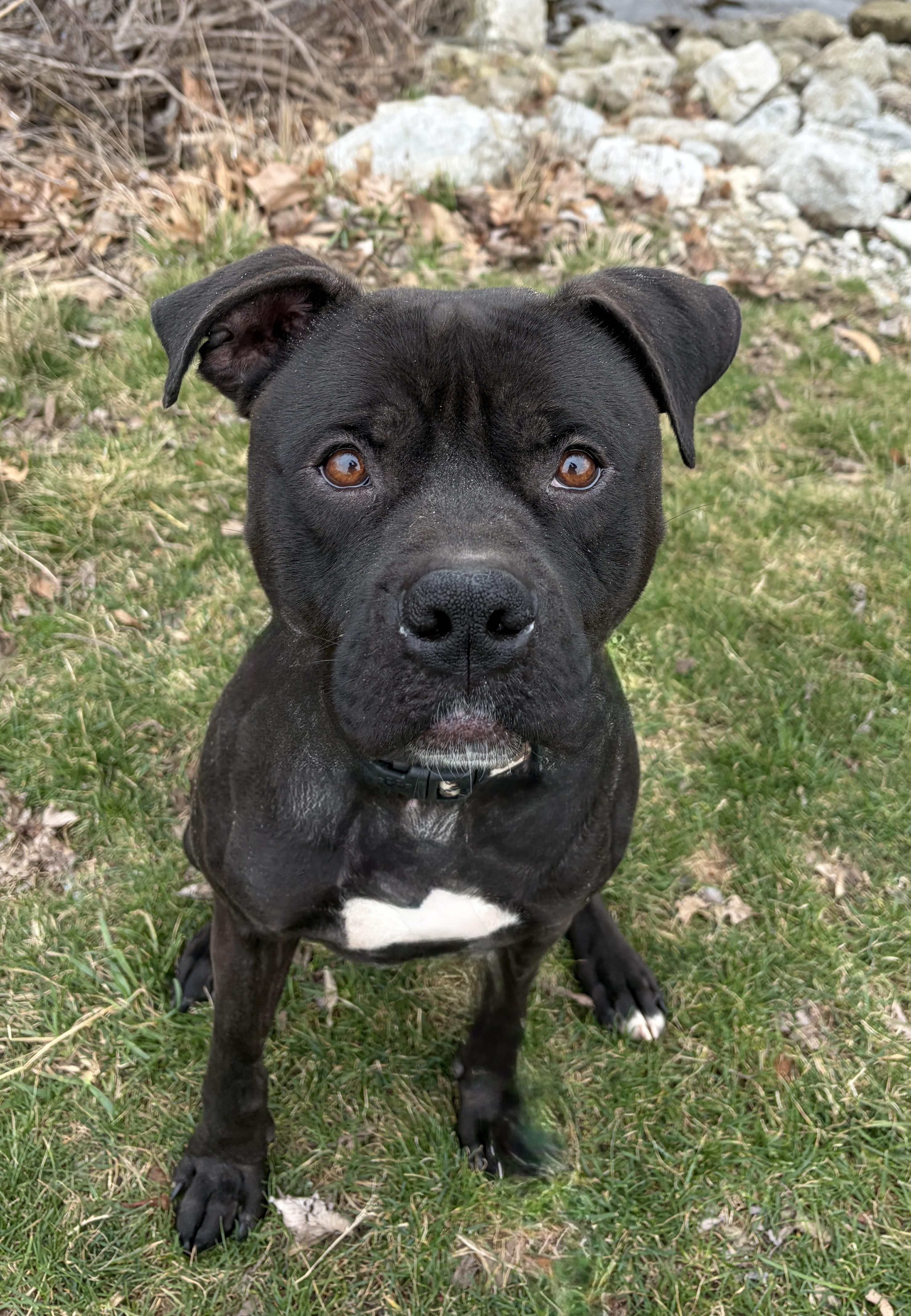 JJ AVAILABLE, Adoptable, Adult Male Pit Bull Terrier.