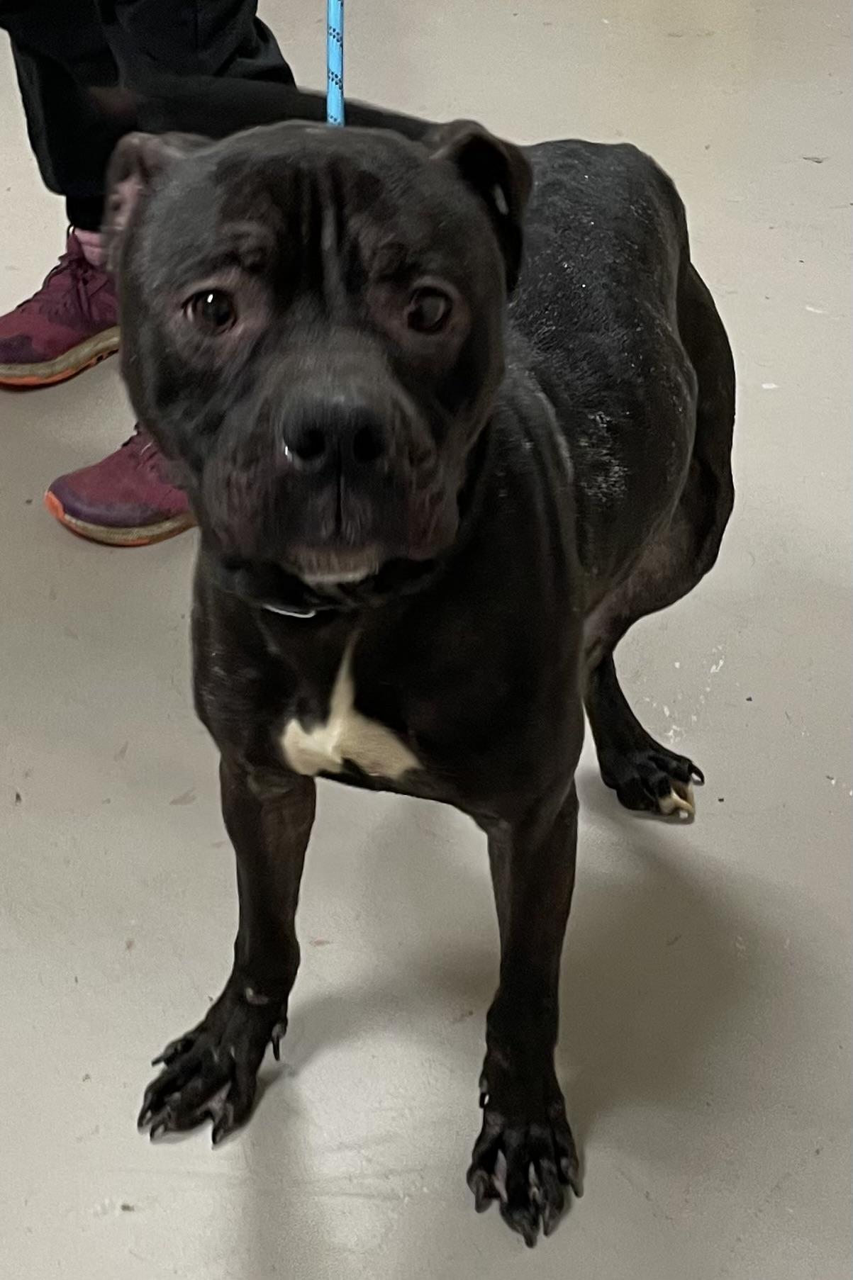 JJ AVAILABLE, Adoptable, Adult Male Pit Bull Terrier.