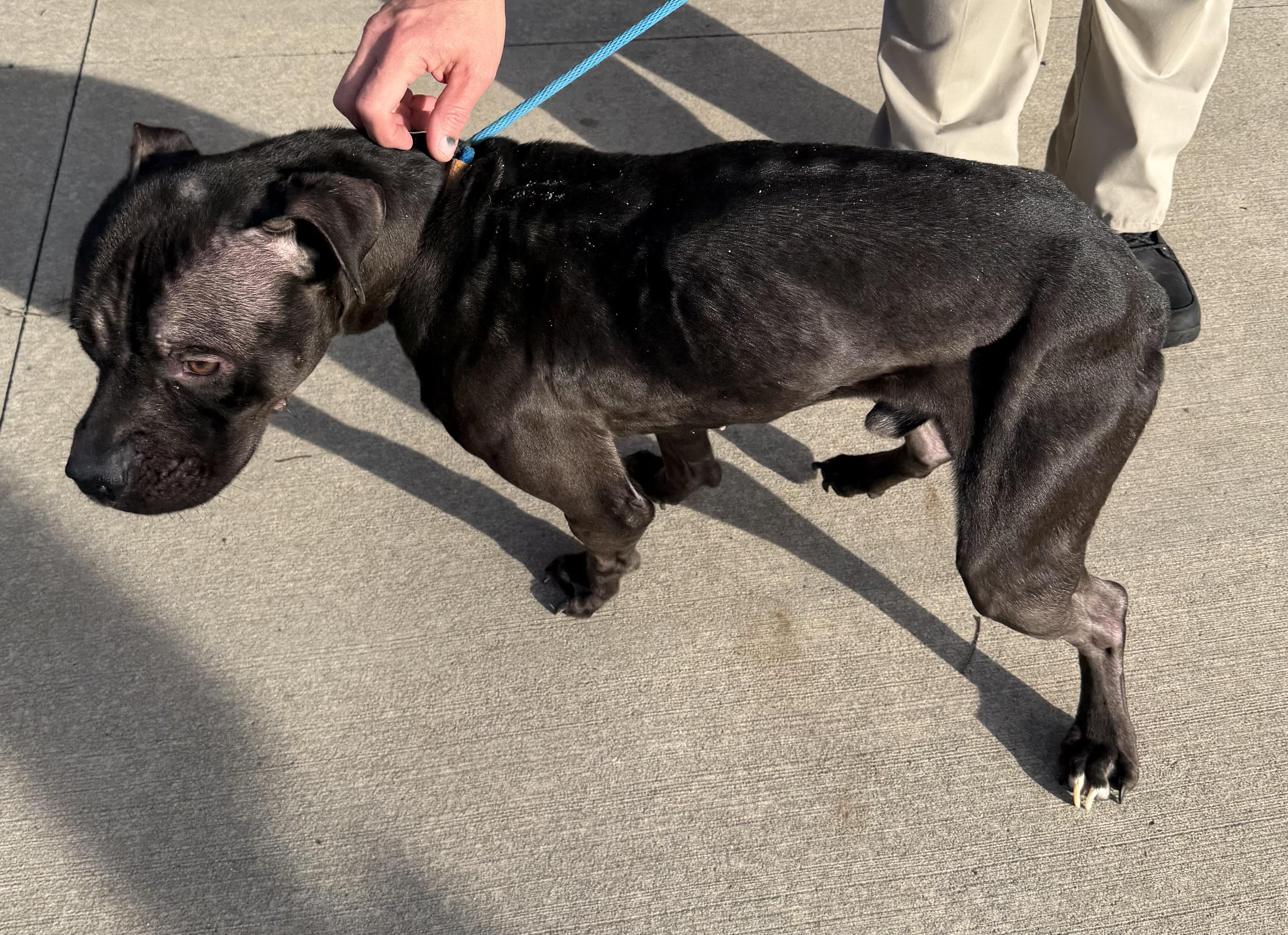 Enlarge JJ AVAILABLE, a Adoptable Pit Bull Terrier in Canton, OH image 4/4