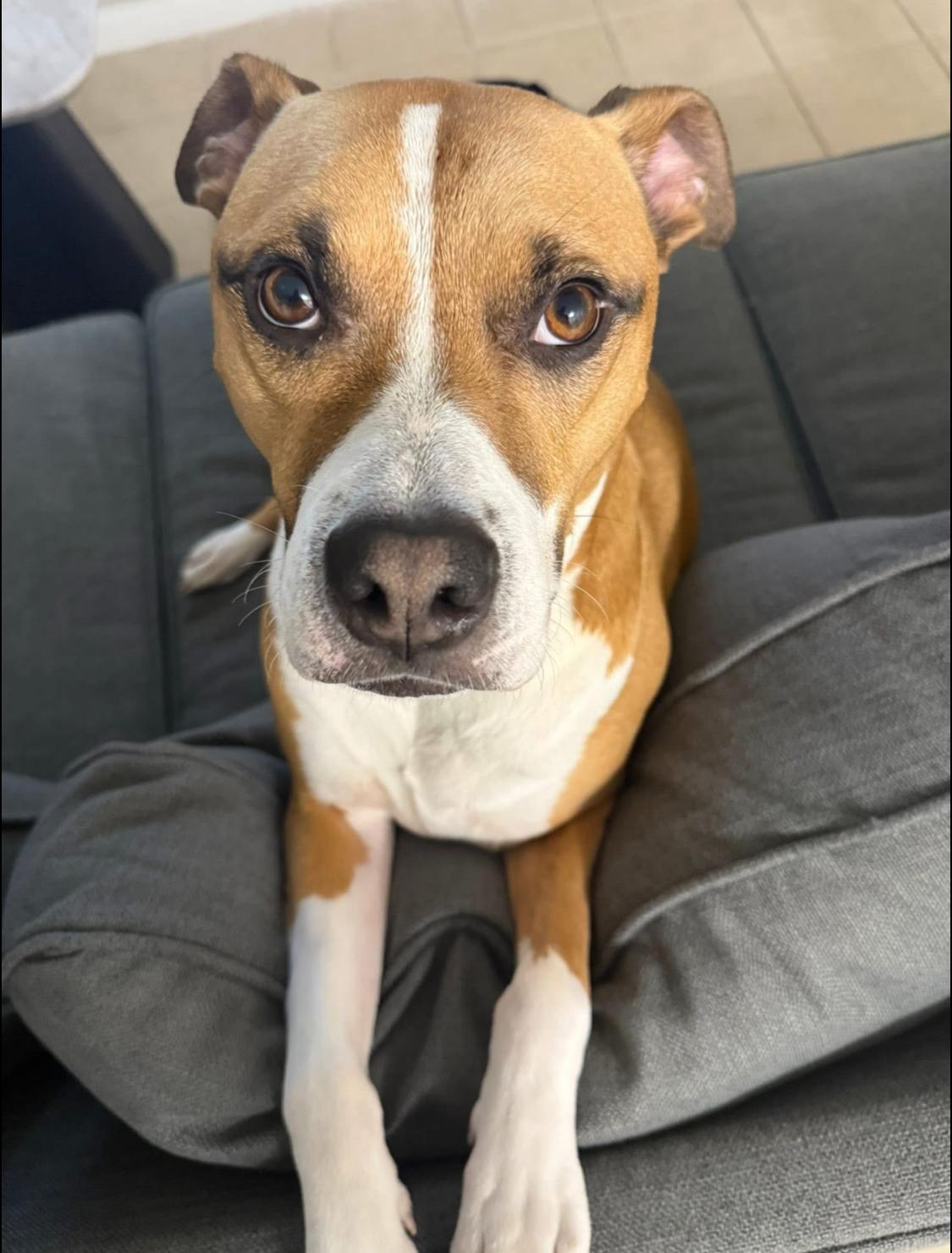 Enlarge George, a Adoptable Mixed Breed in Bellingham , WA image 3/6