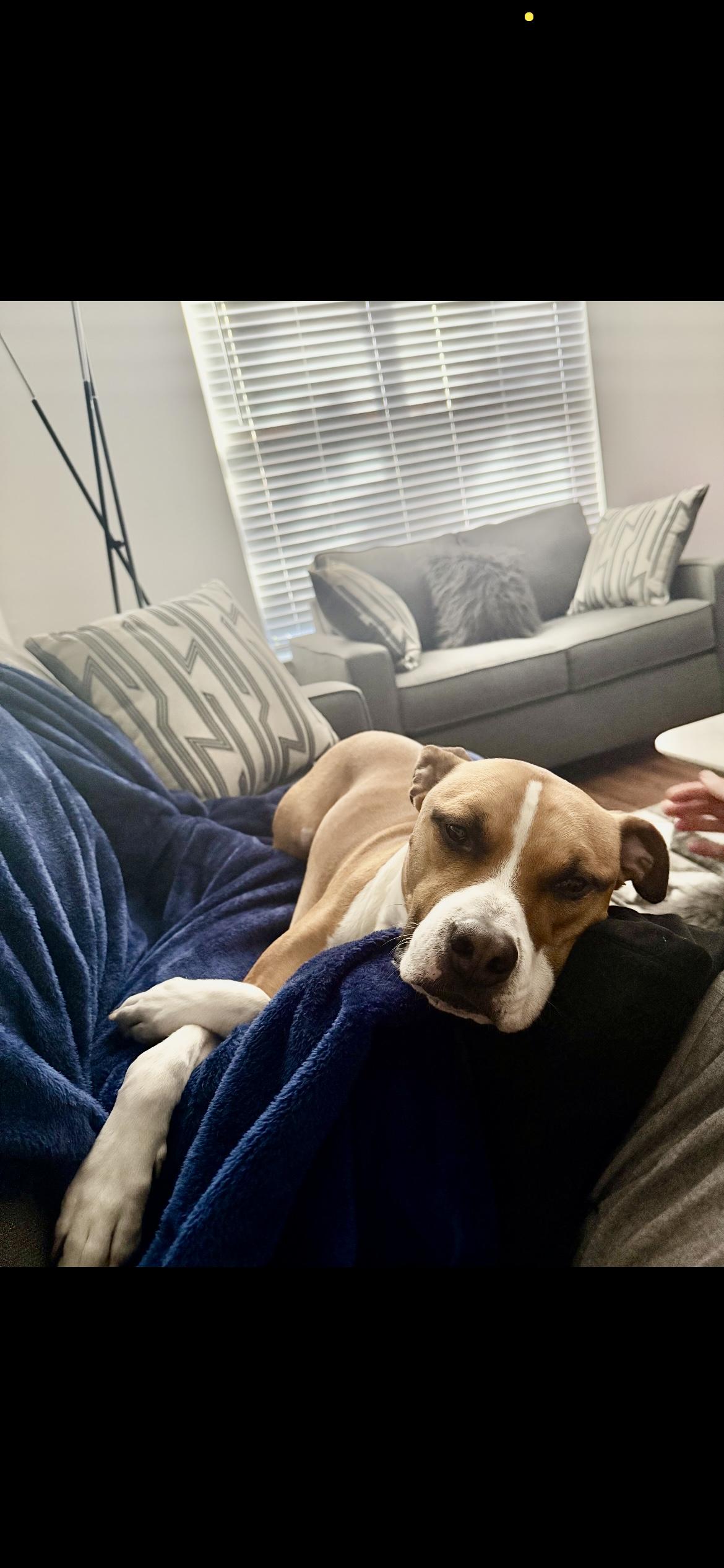 George, Adoptable, Adult Male Mixed Breed.