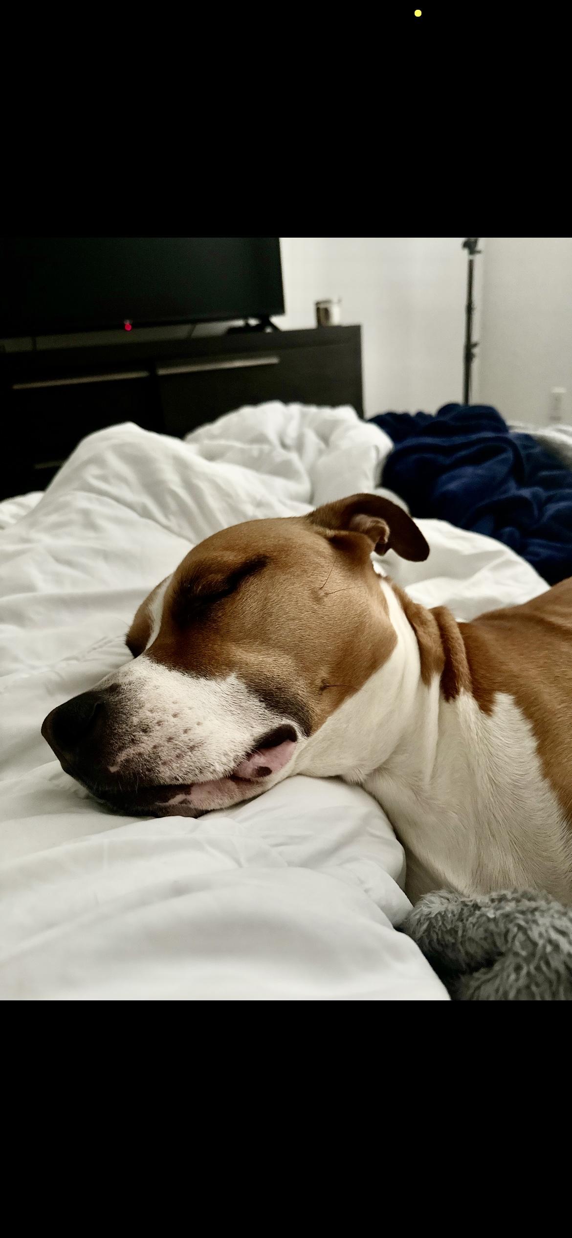 George, Adoptable, Adult Male Mixed Breed.