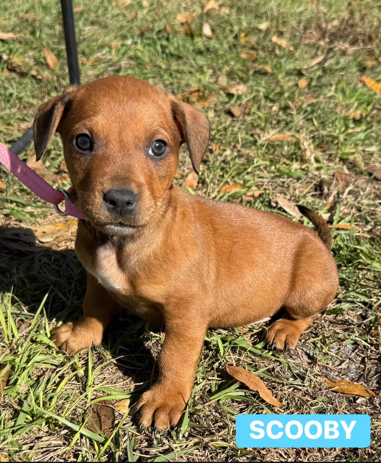 Enlarge Scooby, a ADOPTABLE Mixed Breed in Lutz, FL image 1/1