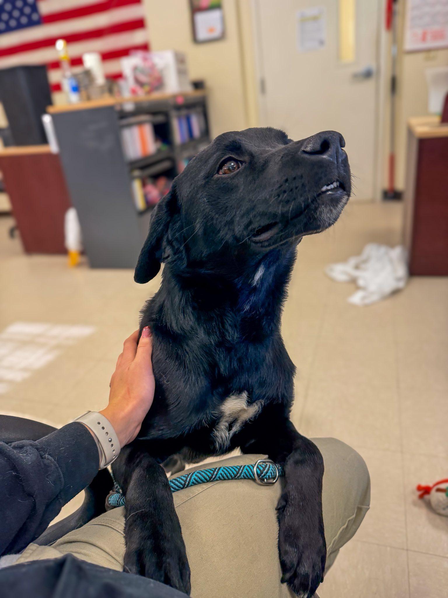 Enlarge Apollo , an adopted Black Labrador Retriever in Clayton, NJ image 3/4
