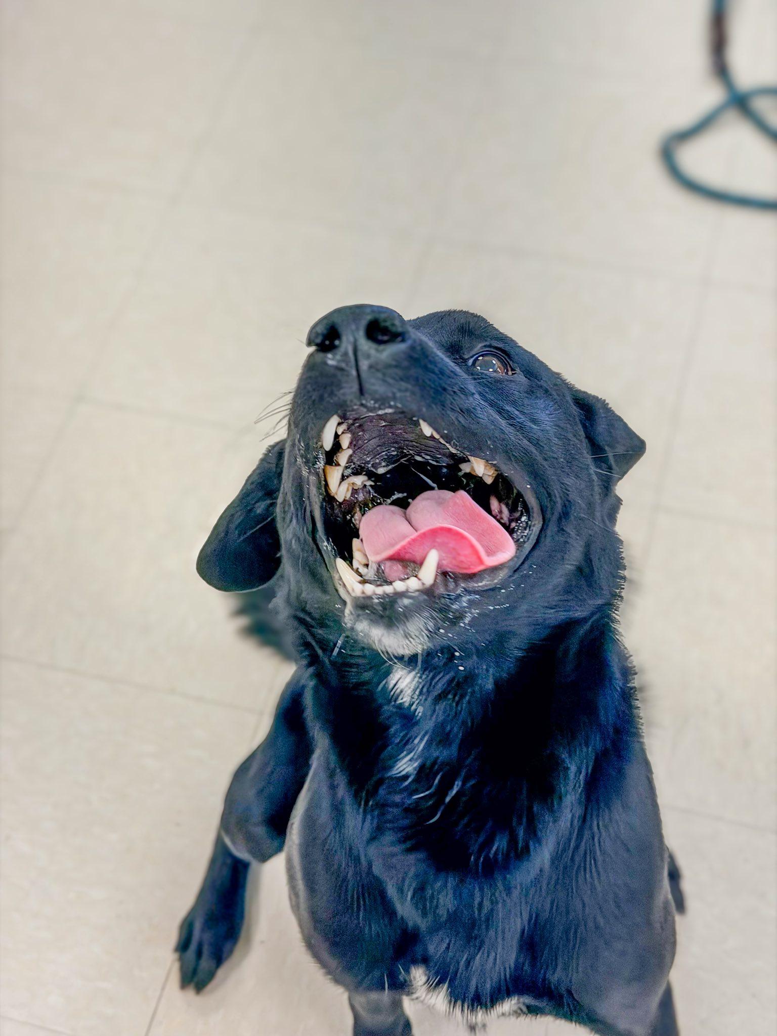 Enlarge Apollo , an adopted Black Labrador Retriever in Clayton, NJ image 4/4
