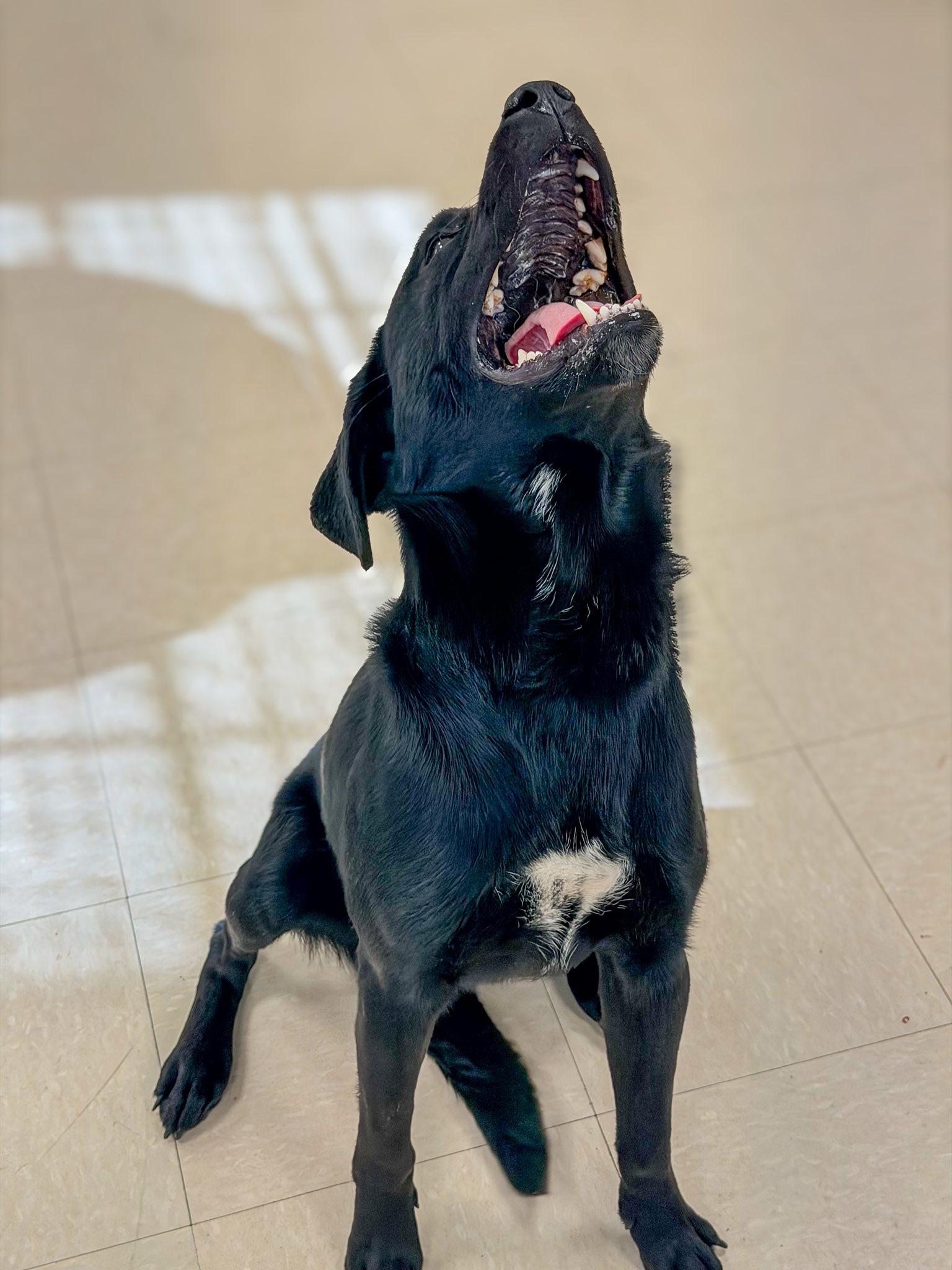 Enlarge Apollo , an adopted Black Labrador Retriever in Clayton, NJ image 2/4