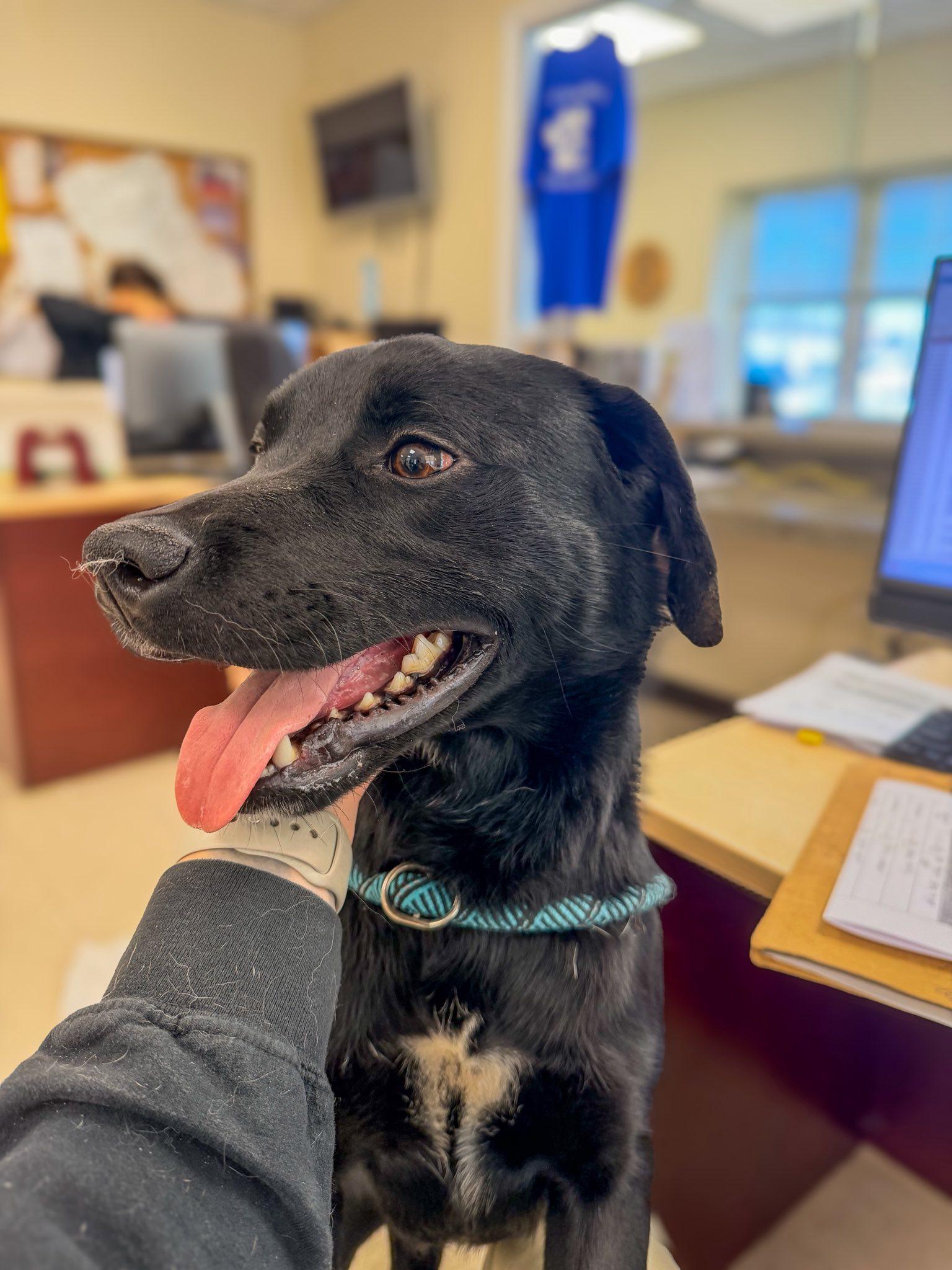 Enlarge Apollo , an adopted Black Labrador Retriever in Clayton, NJ image 1/4