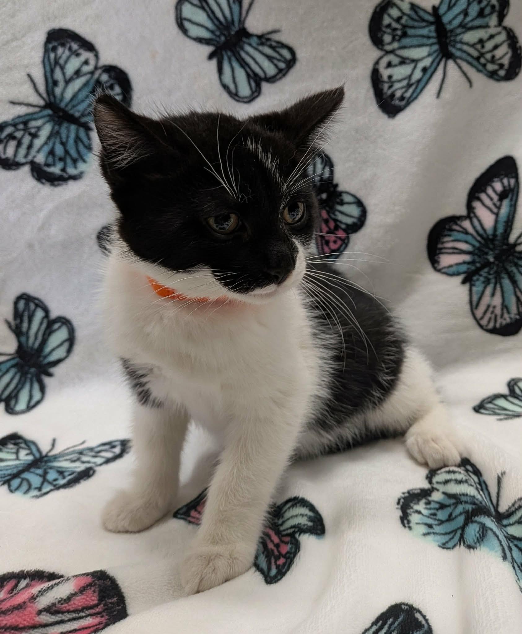 Enlarge TOASTER, a ADOPTABLE Domestic Short Hair in Tillsonburg, ON image 2/6