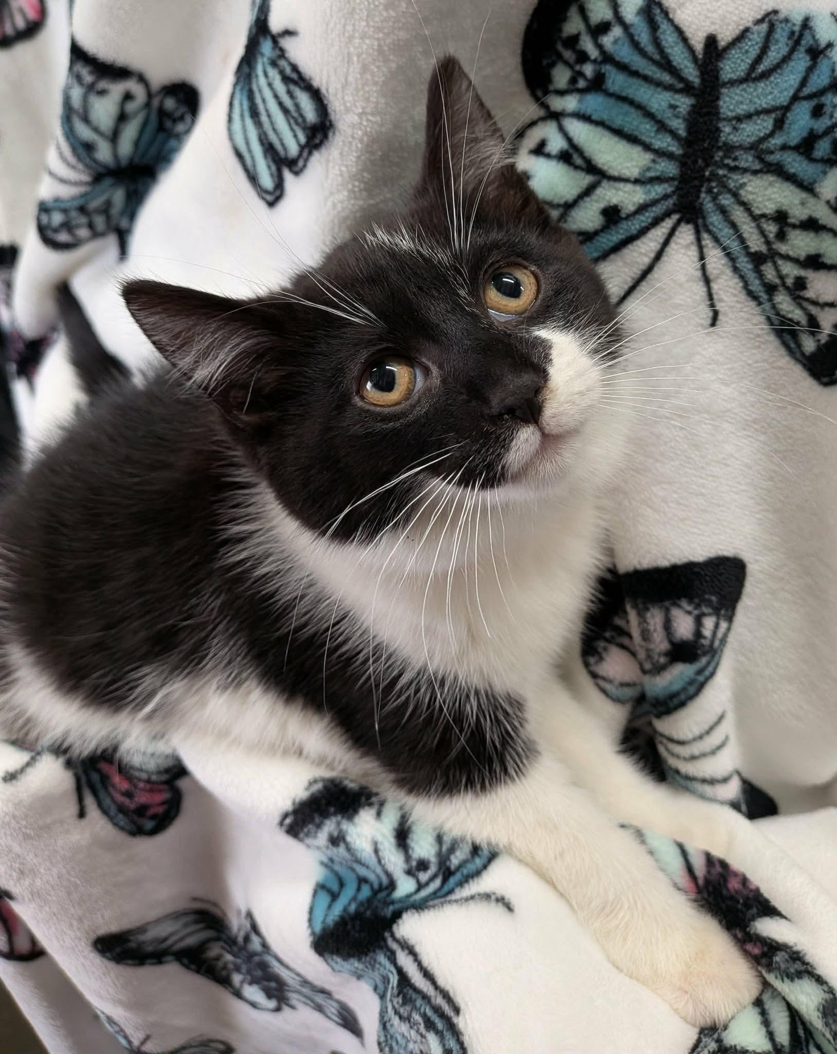 Enlarge TOASTER, a ADOPTABLE Domestic Short Hair in Tillsonburg, ON image 3/6