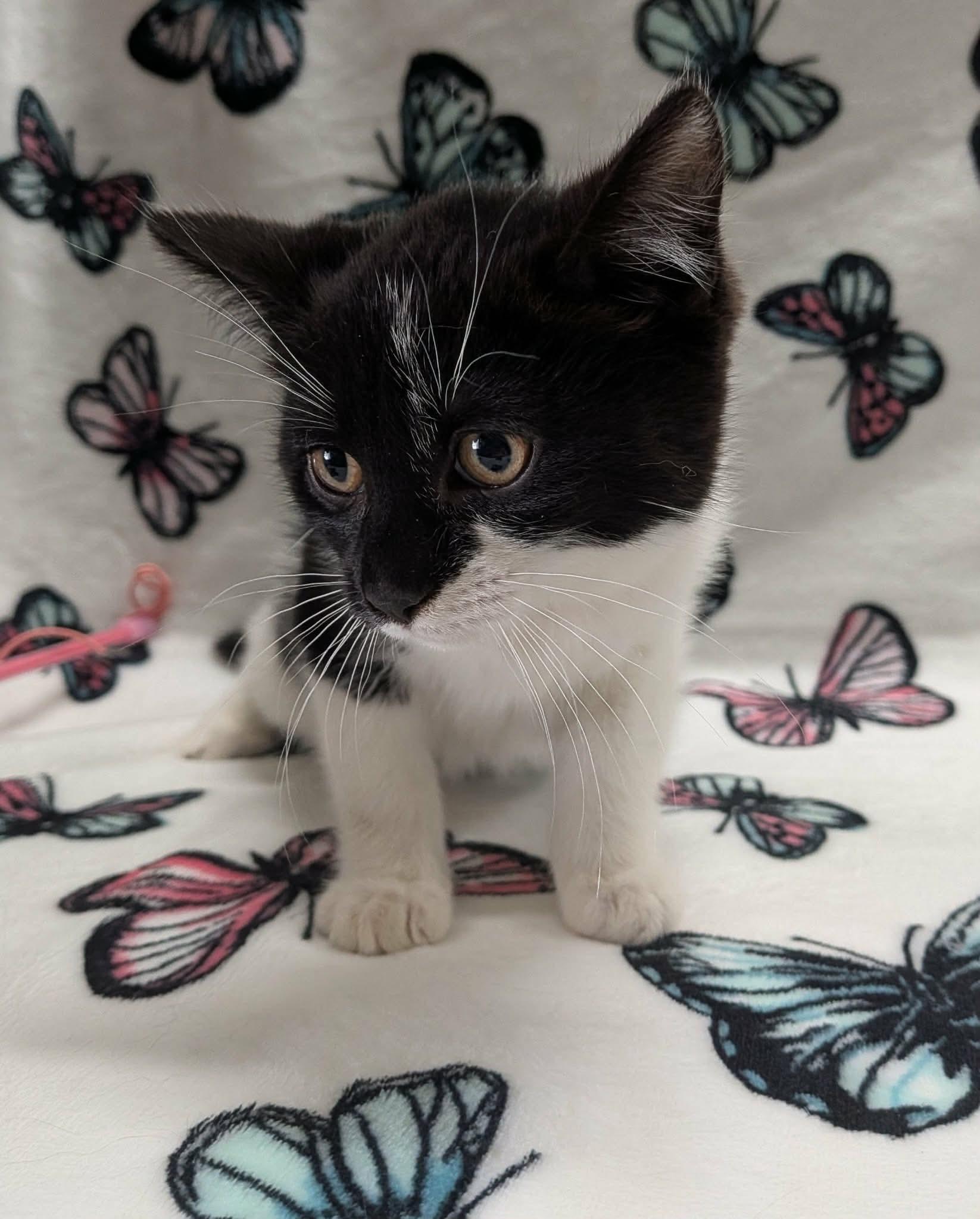 Enlarge TOASTER, a ADOPTABLE Domestic Short Hair in Tillsonburg, ON image 4/6