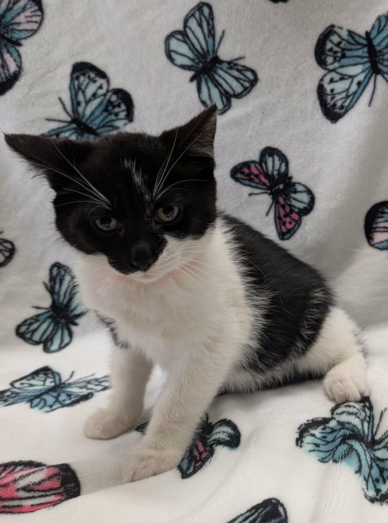 Enlarge TOASTER, a ADOPTABLE Domestic Short Hair in Tillsonburg, ON image 5/6