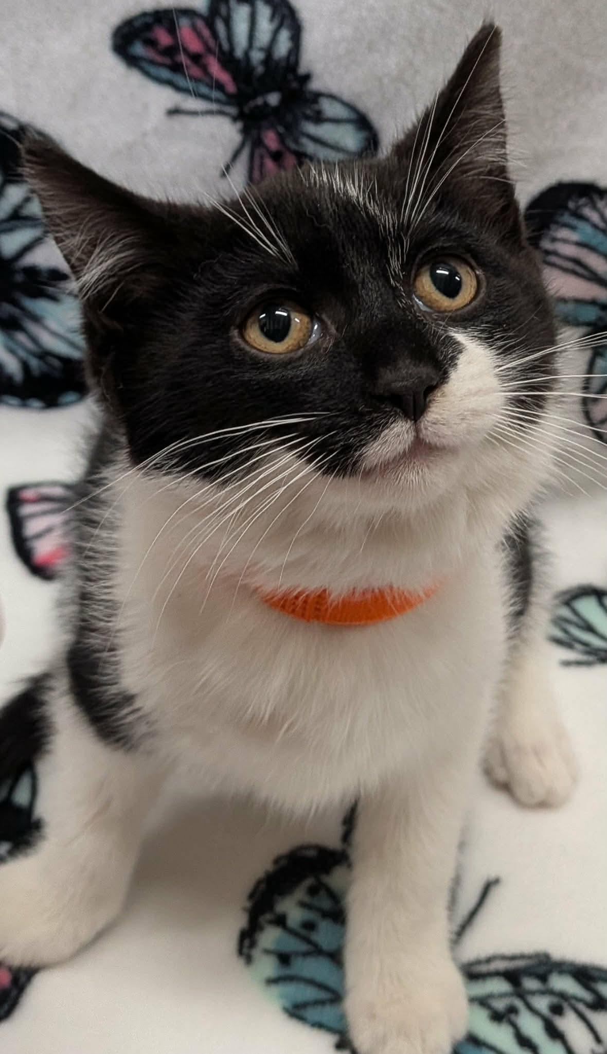 Enlarge TOASTER, a ADOPTABLE Domestic Short Hair in Tillsonburg, ON image 1/6