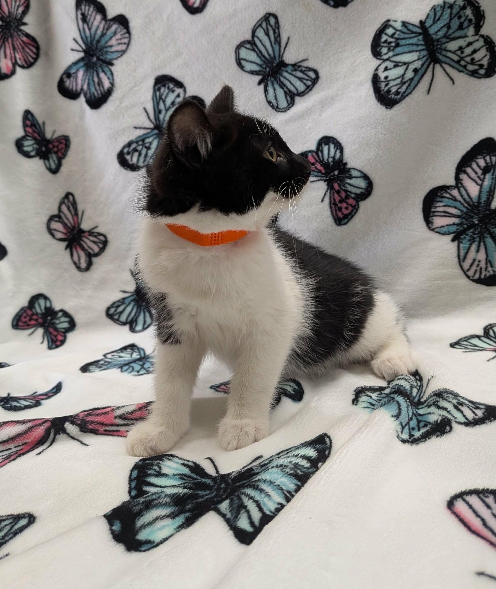 Enlarge TOASTER, a ADOPTABLE Domestic Short Hair in Tillsonburg, ON image 6/6