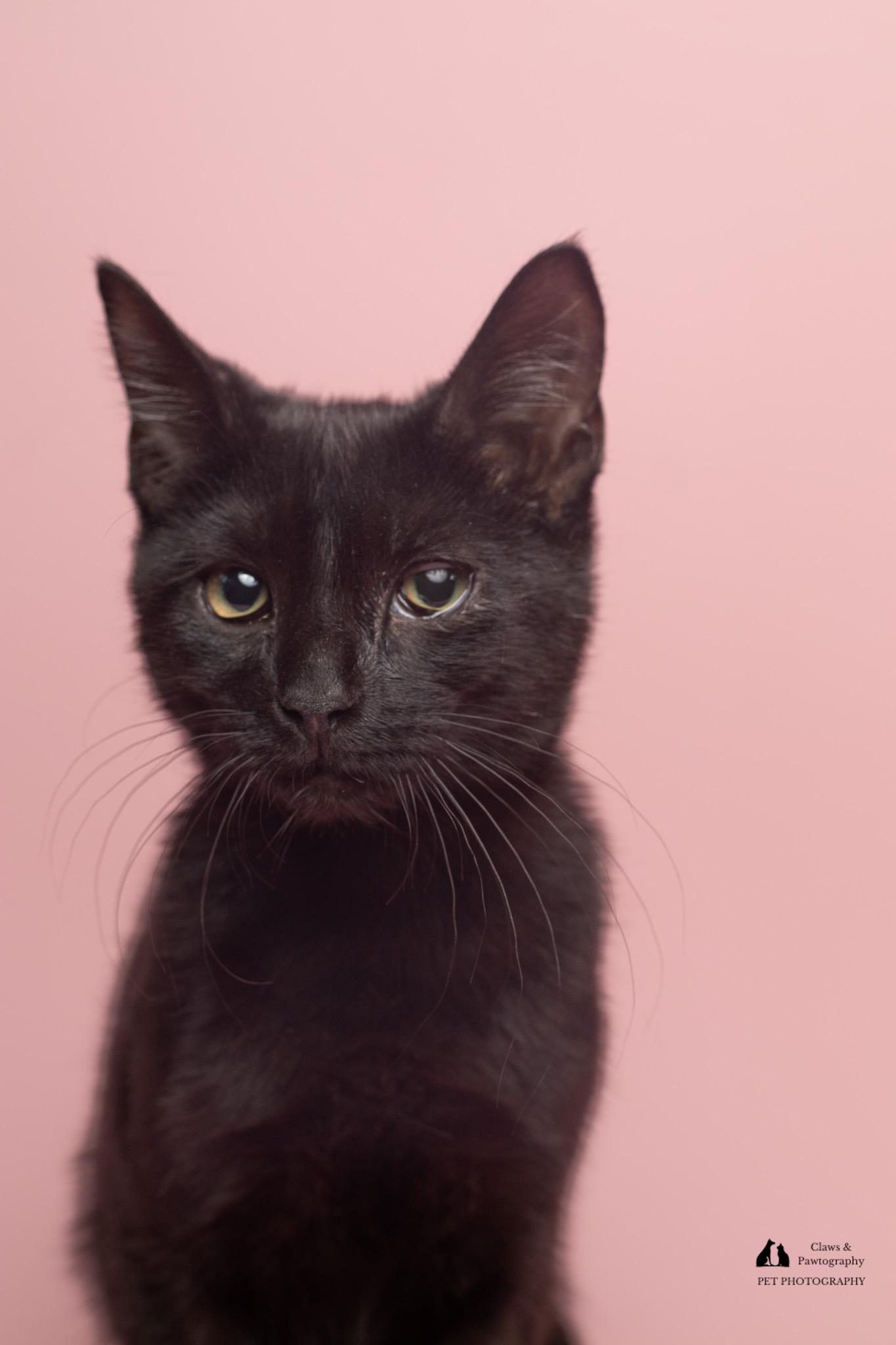 Enlarge Trey at Fat Cat Cafe, a Adoptable Domestic Short Hair in Tallahassee, FL image 5/5
